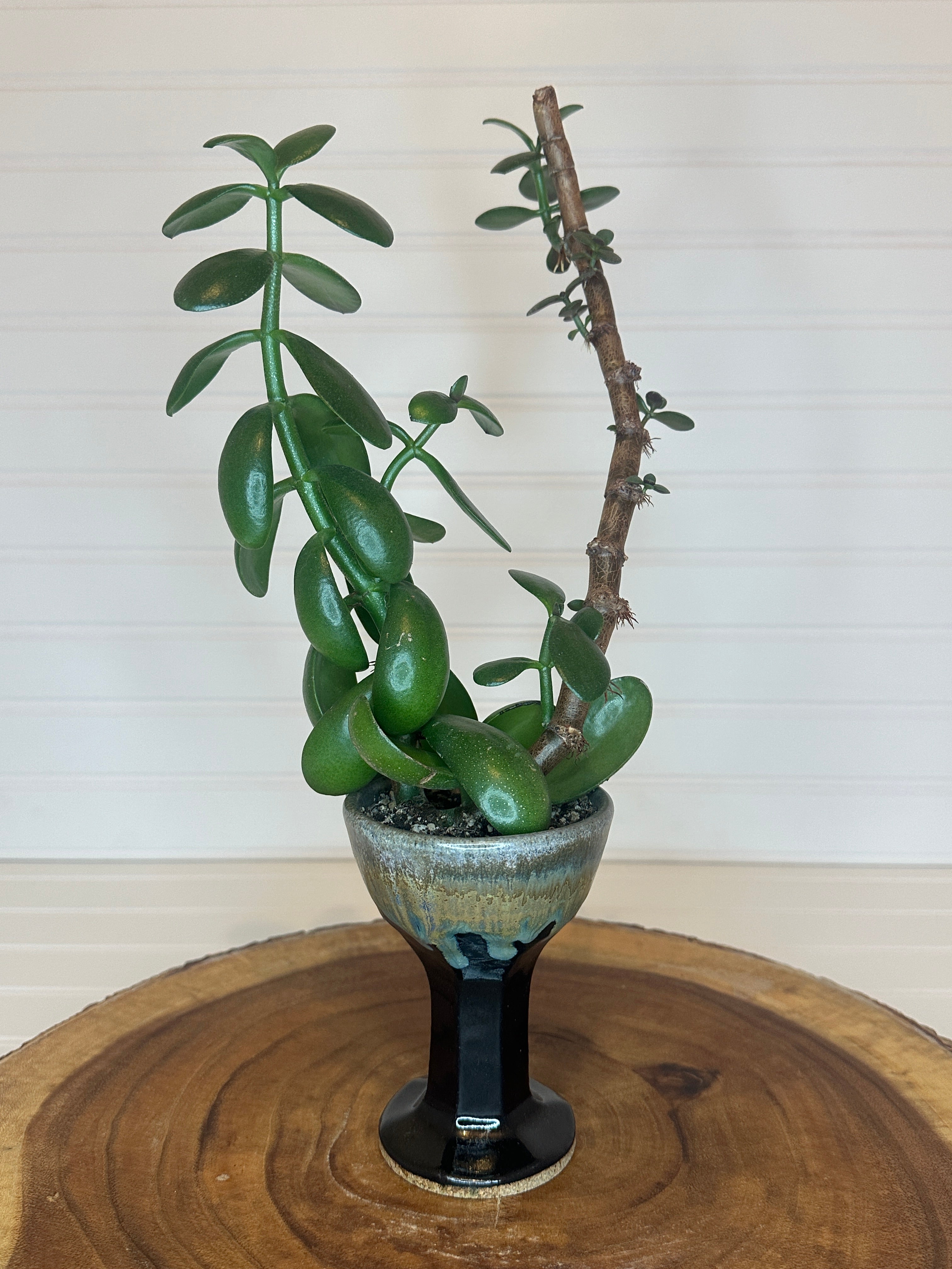 Jade Bonsai in Vintage Pottery Goblet