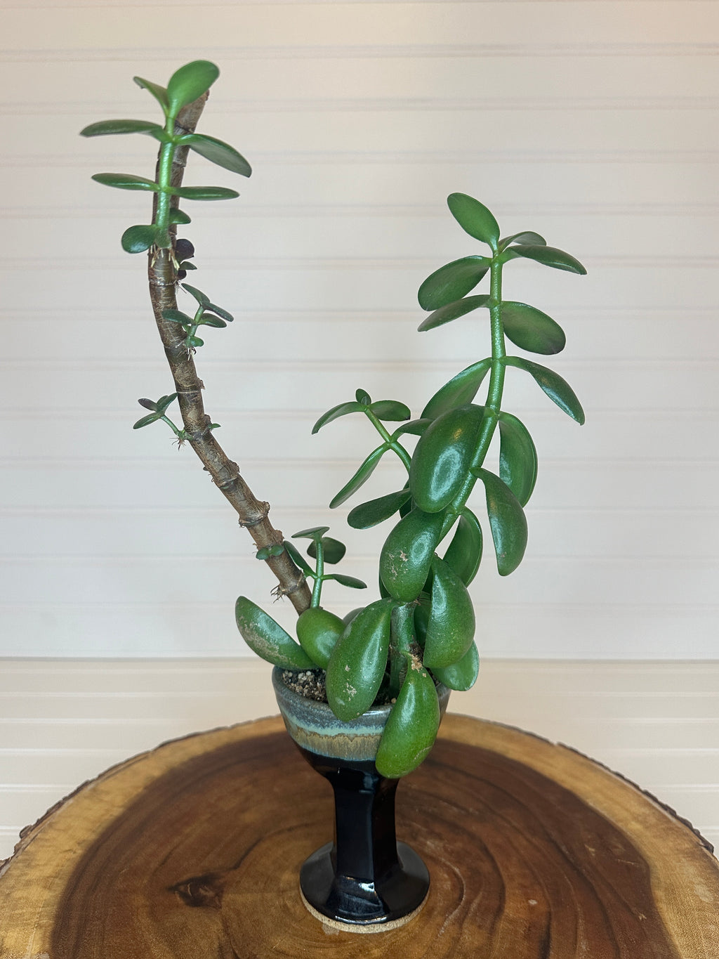 Jade Bonsai in Vintage Pottery Goblet