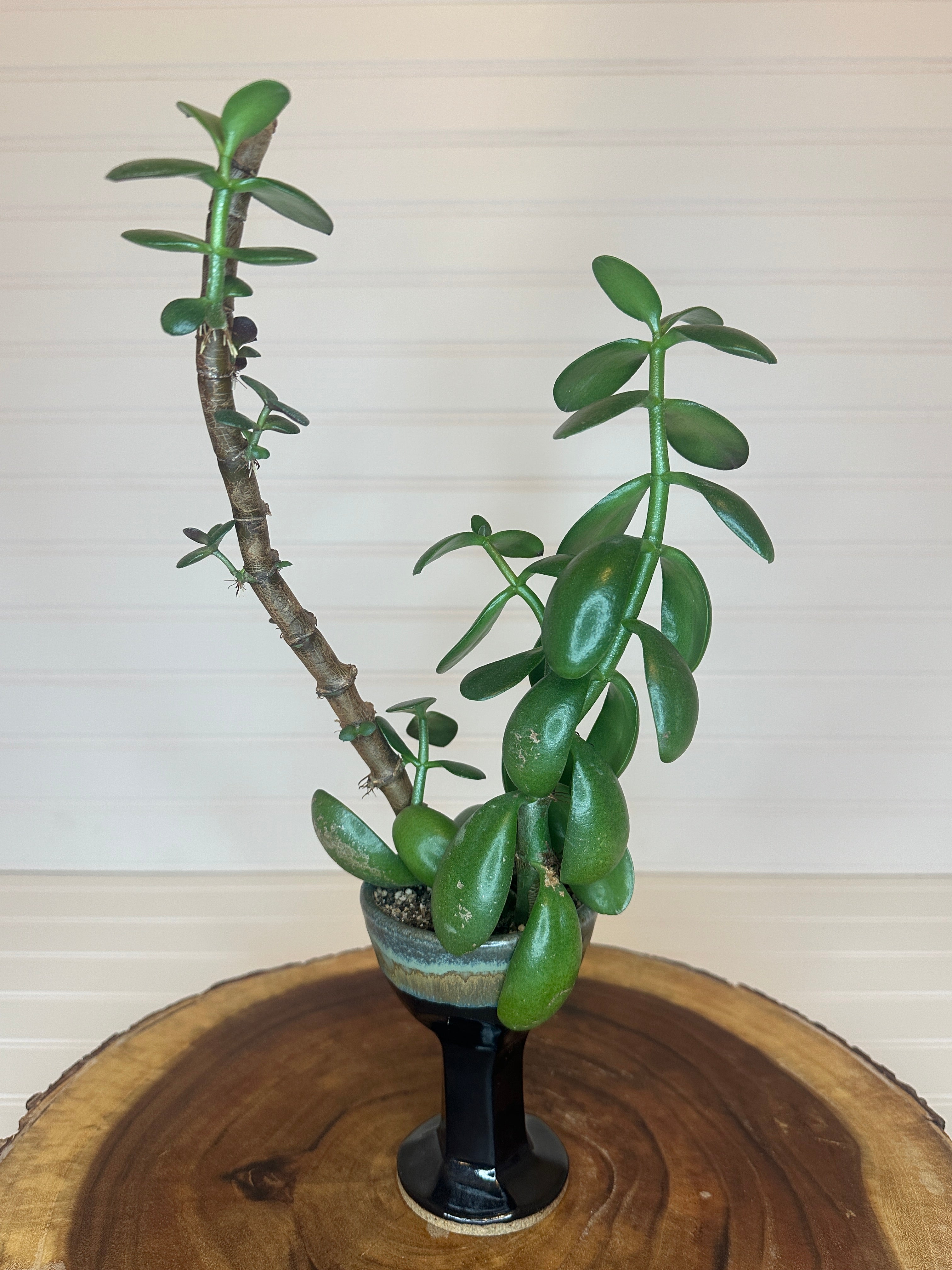 Jade Bonsai in Vintage Pottery Goblet