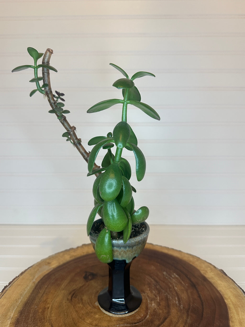 Jade Bonsai in Vintage Pottery Goblet