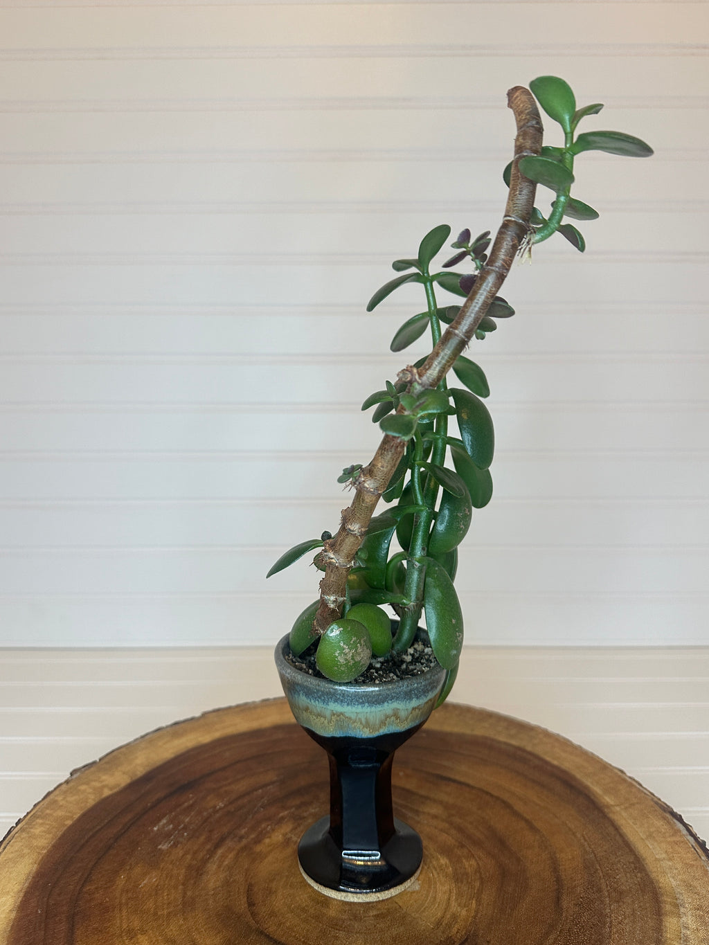 Jade Bonsai in Vintage Pottery Goblet