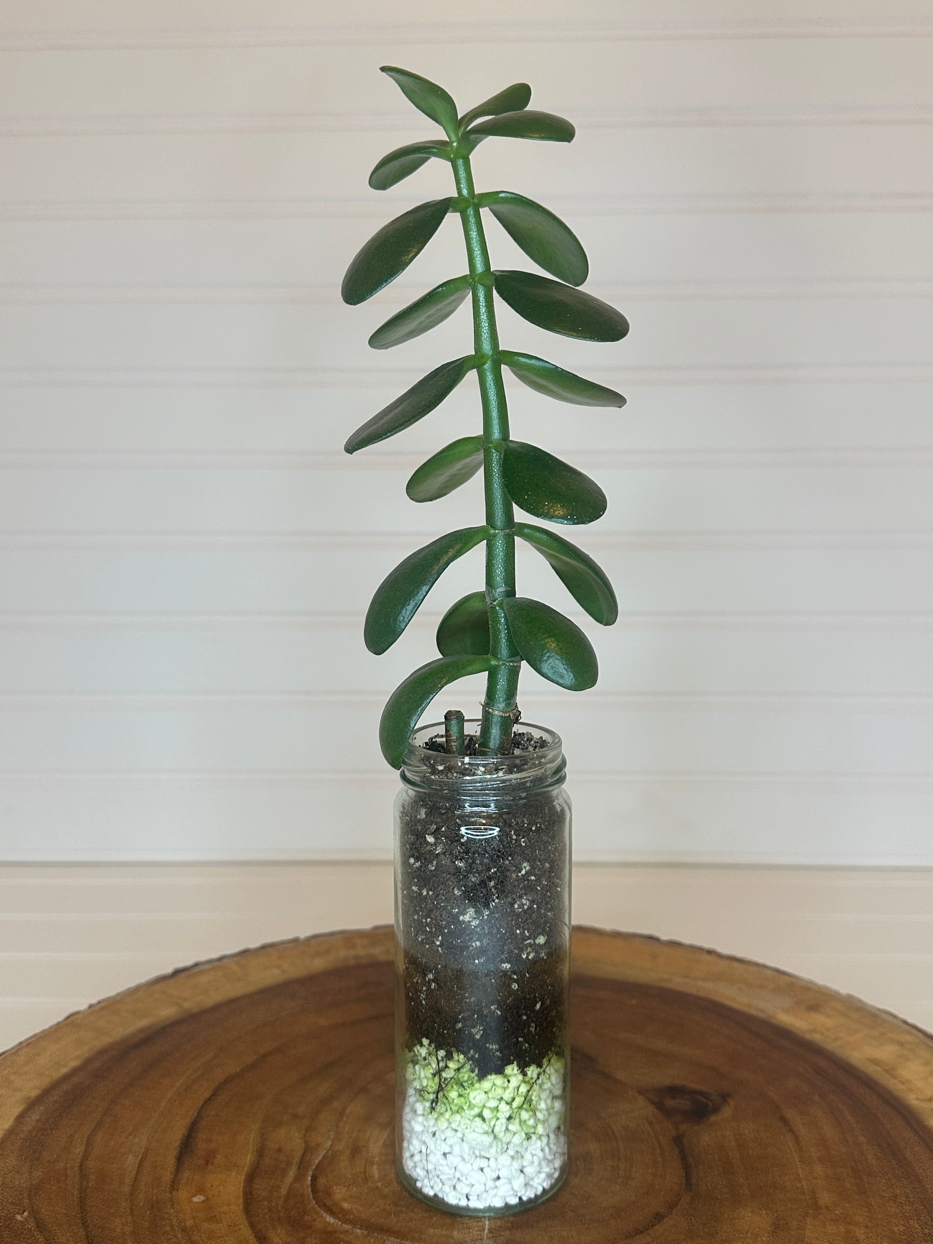 Jade in Tall Vintage Glass Jar