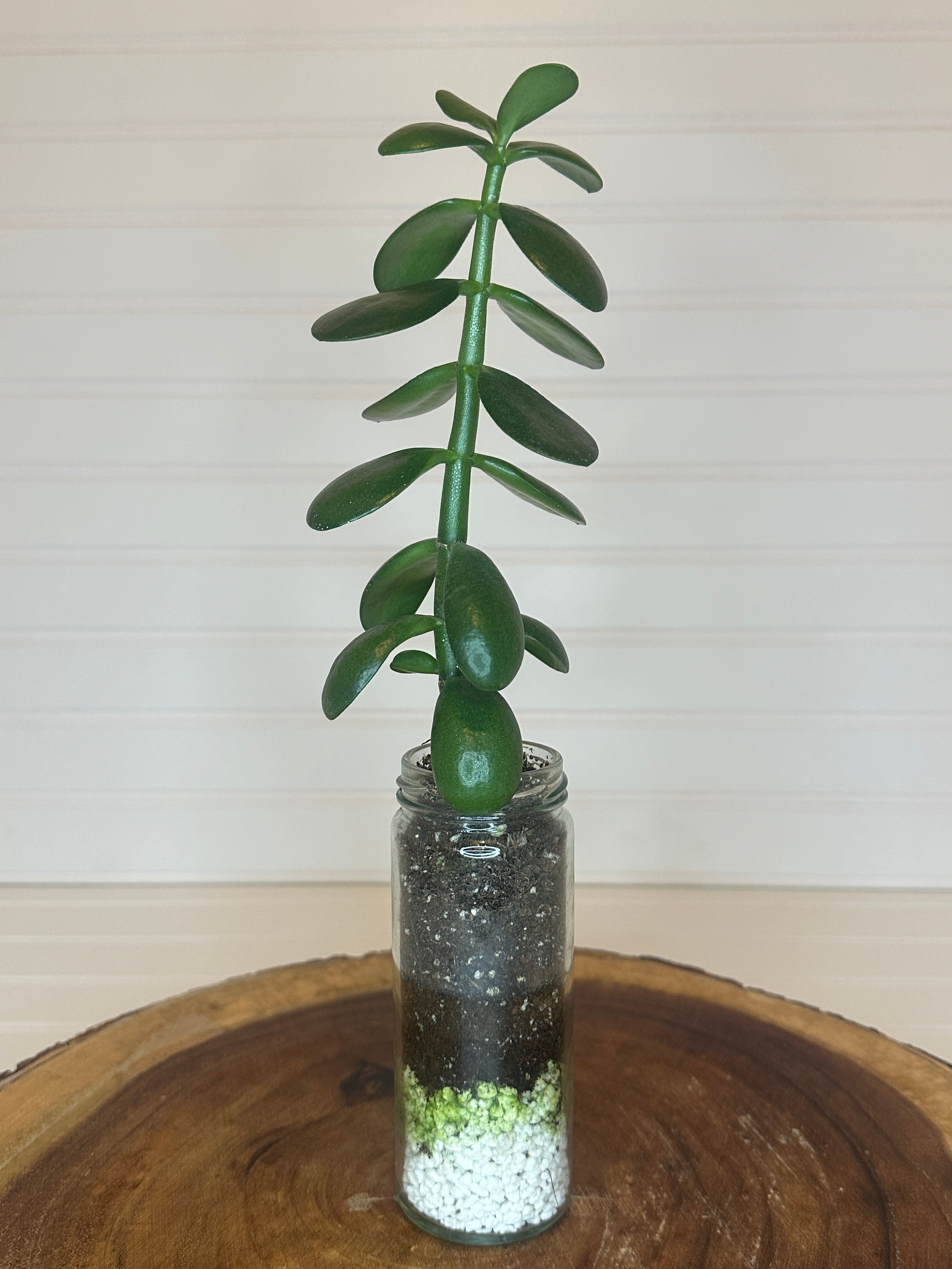 Jade in Tall Vintage Glass Jar
