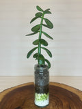 Jade in Tall Vintage Glass Jar