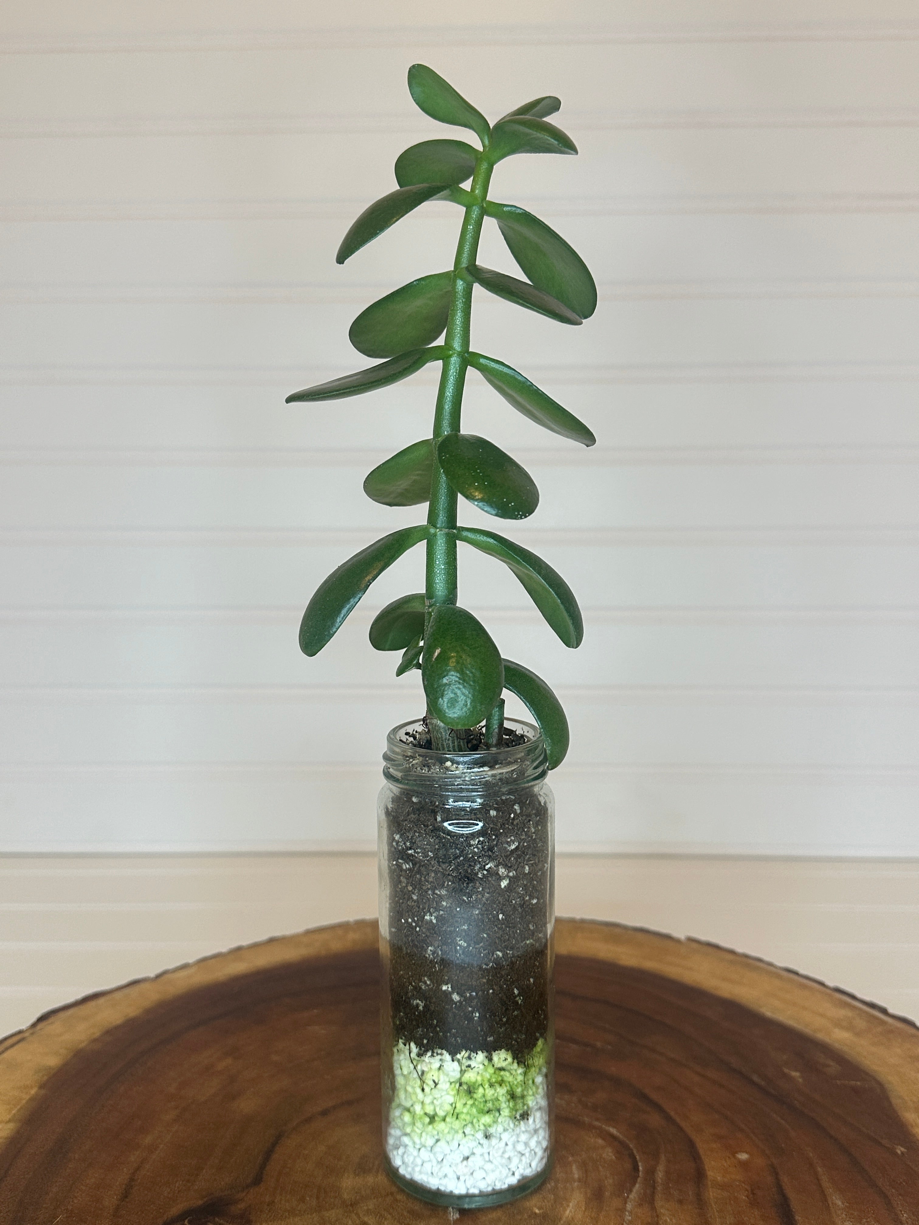 Jade in Tall Vintage Glass Jar