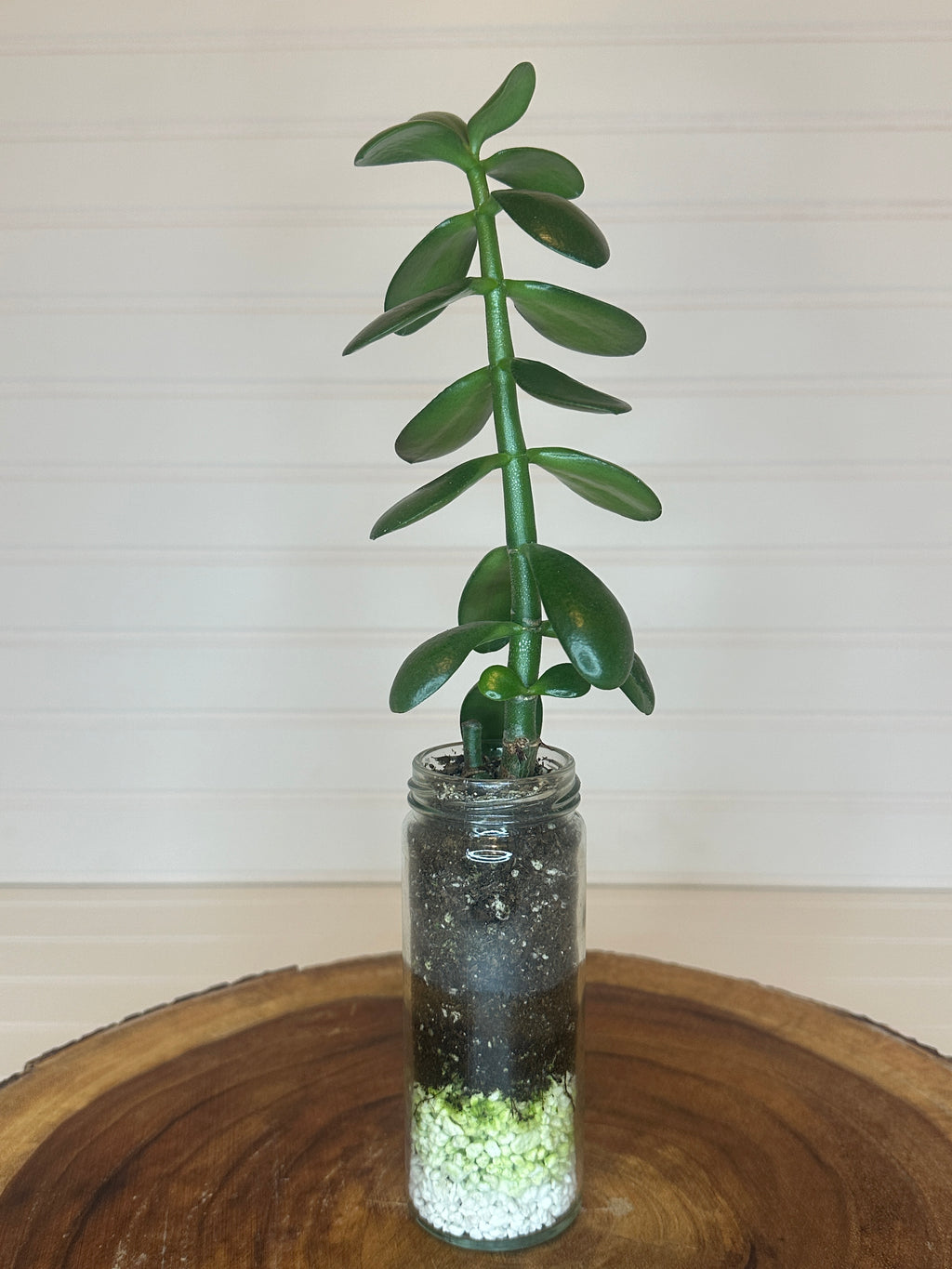 Jade in Tall Vintage Glass Jar