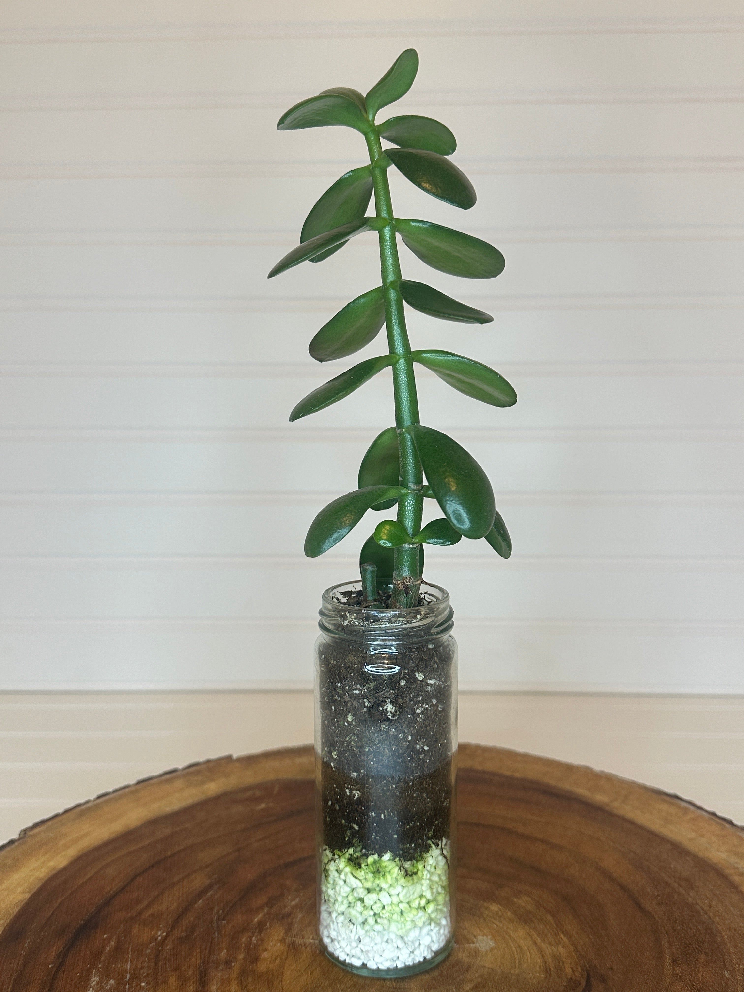 Jade in Tall Vintage Glass Jar