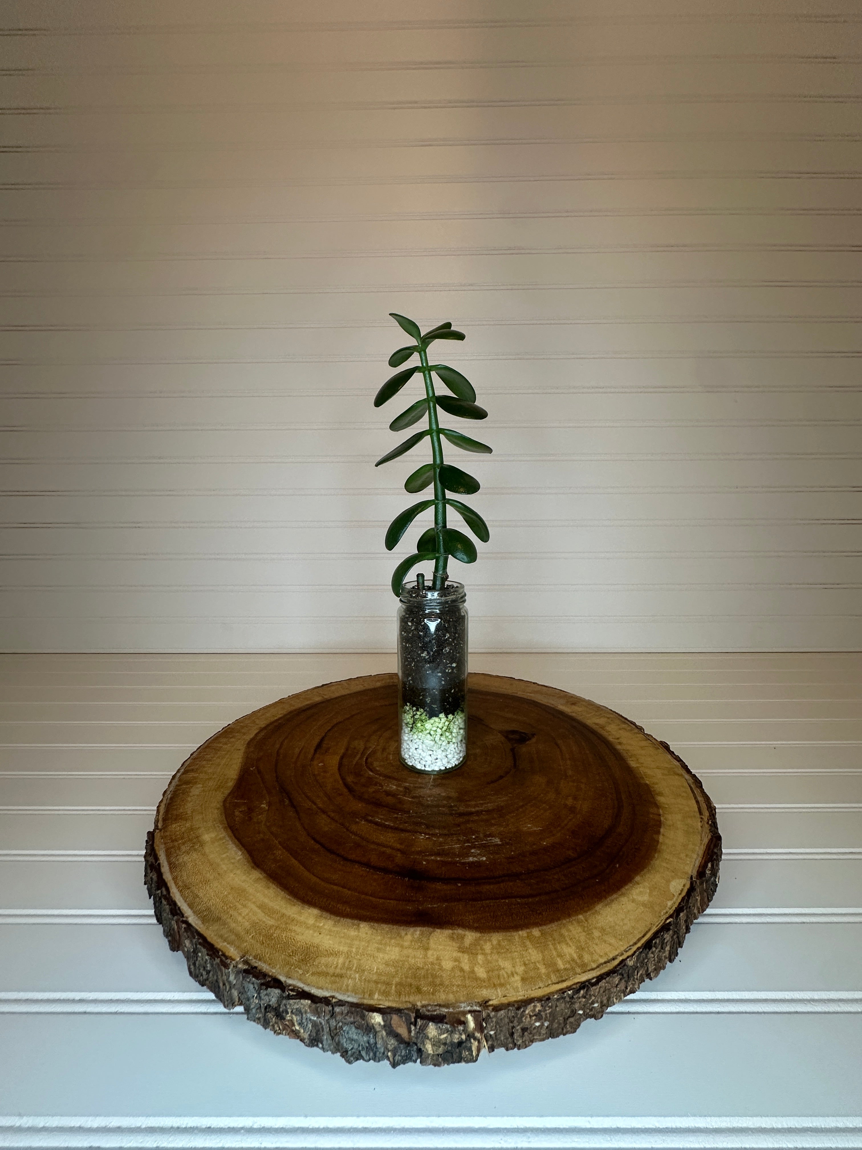 Jade in Tall Vintage Glass Jar