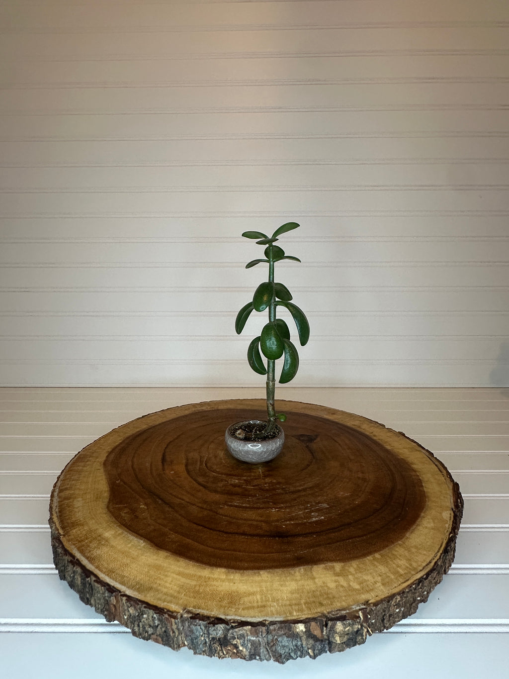 Jade Bonsai in Small Container