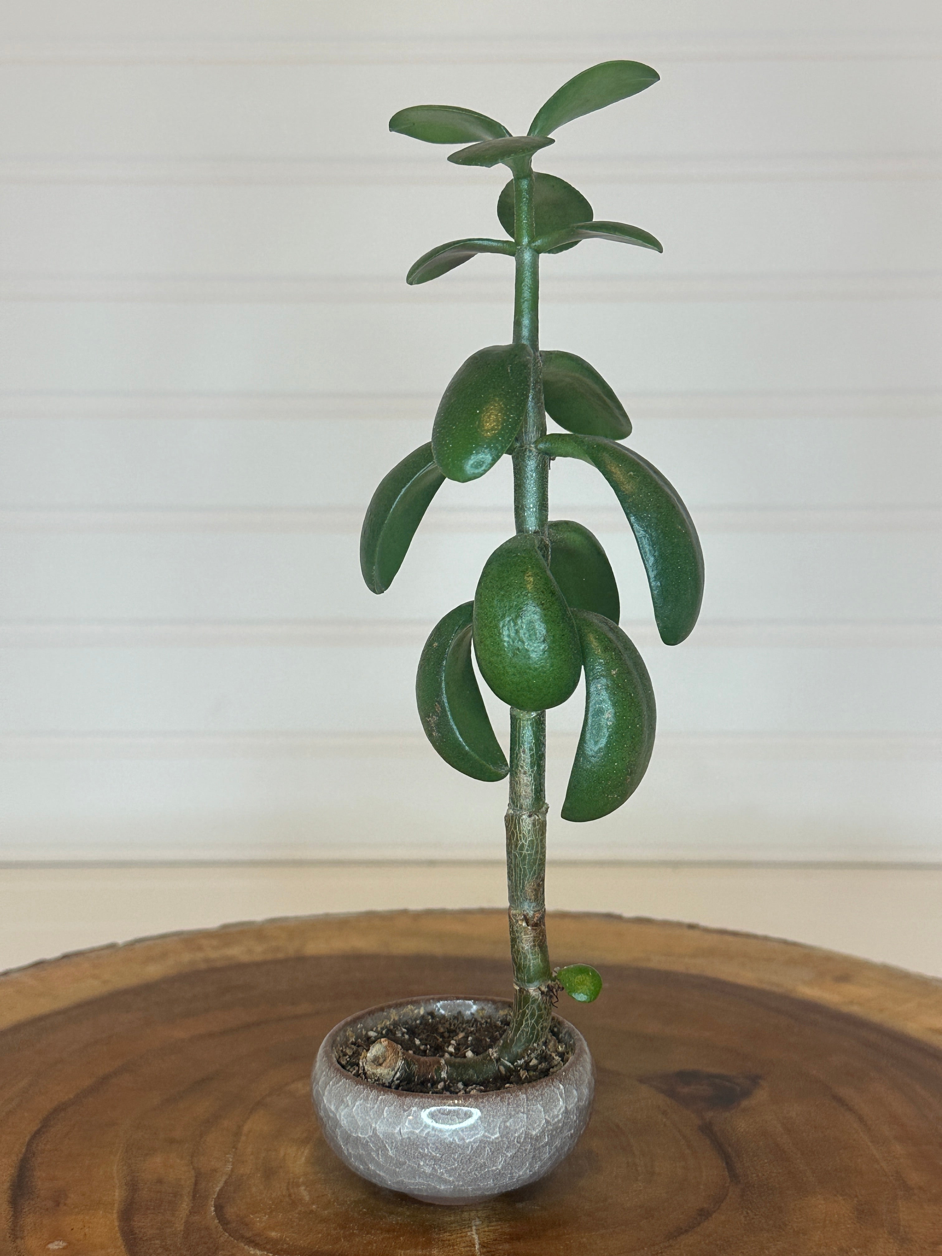 Jade Bonsai in Small Container