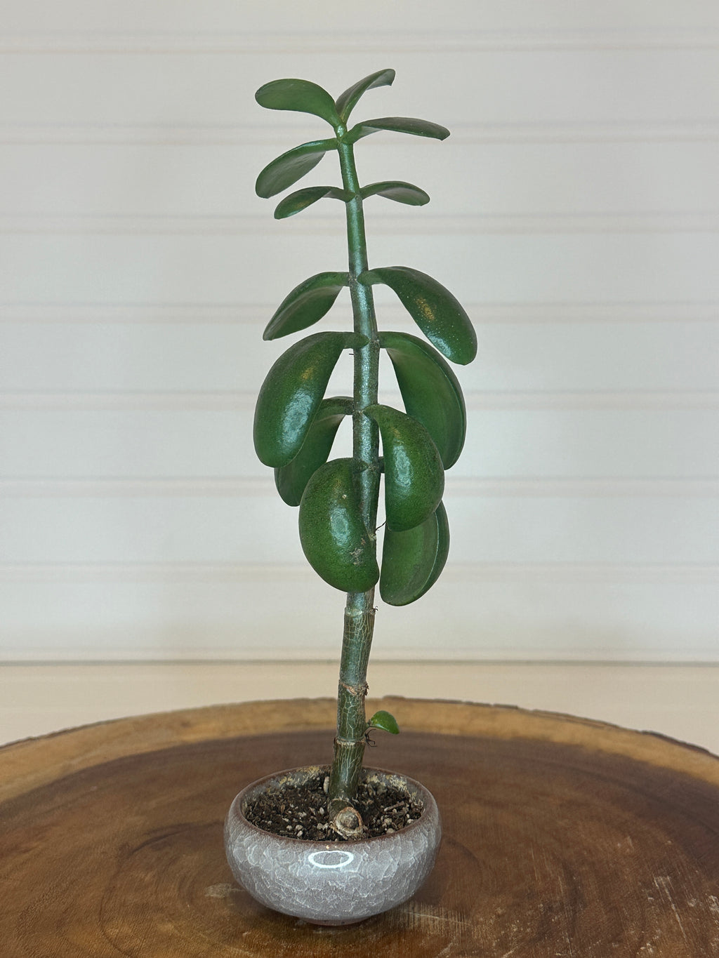 Jade Bonsai in Small Container