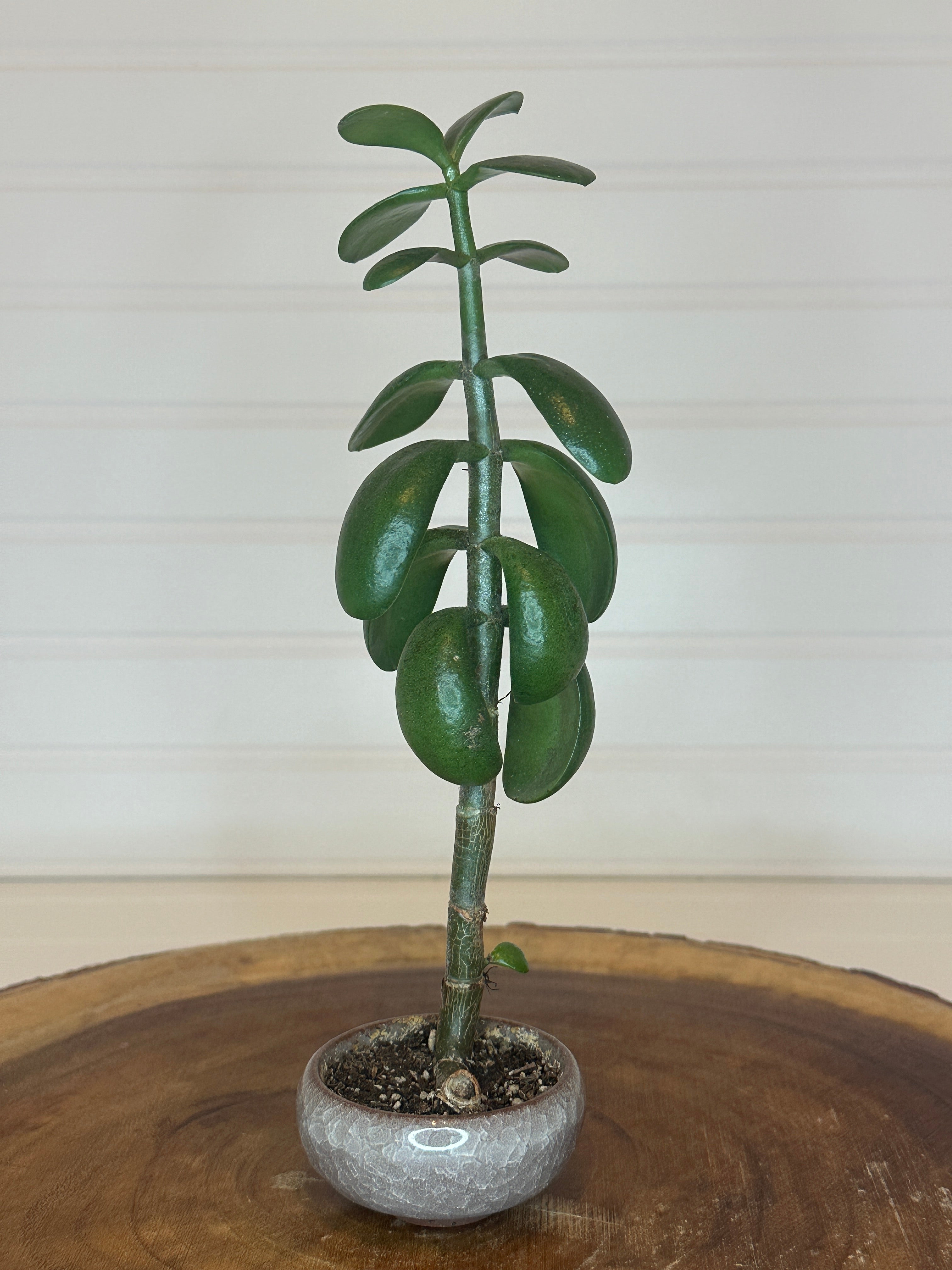 Jade Bonsai in Small Container