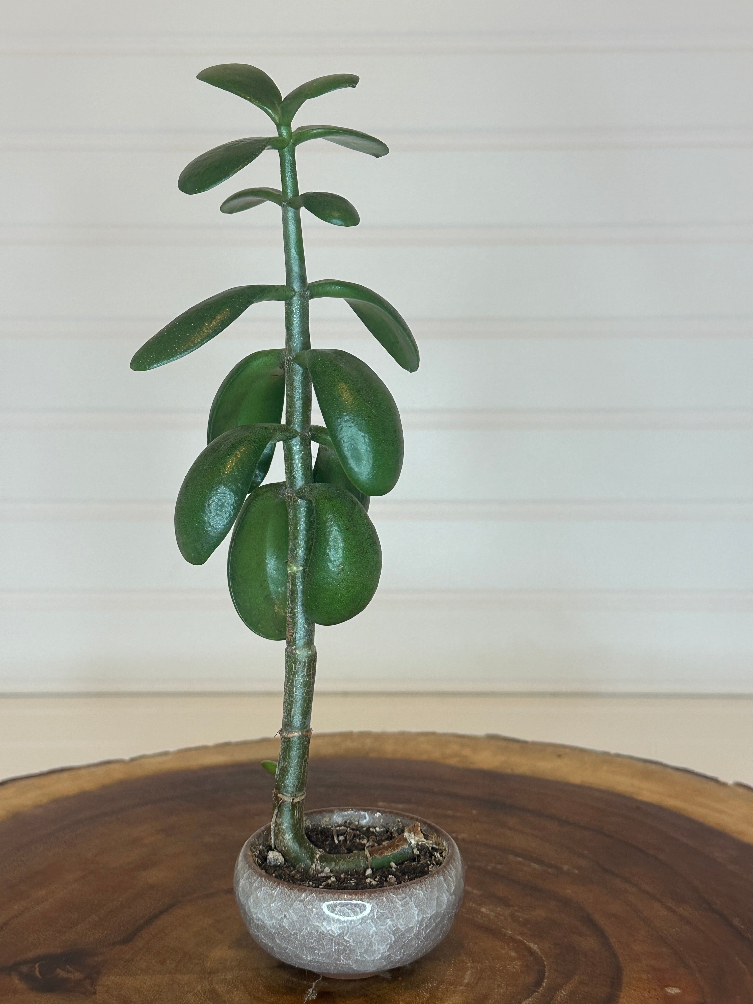 Jade Bonsai in Small Container