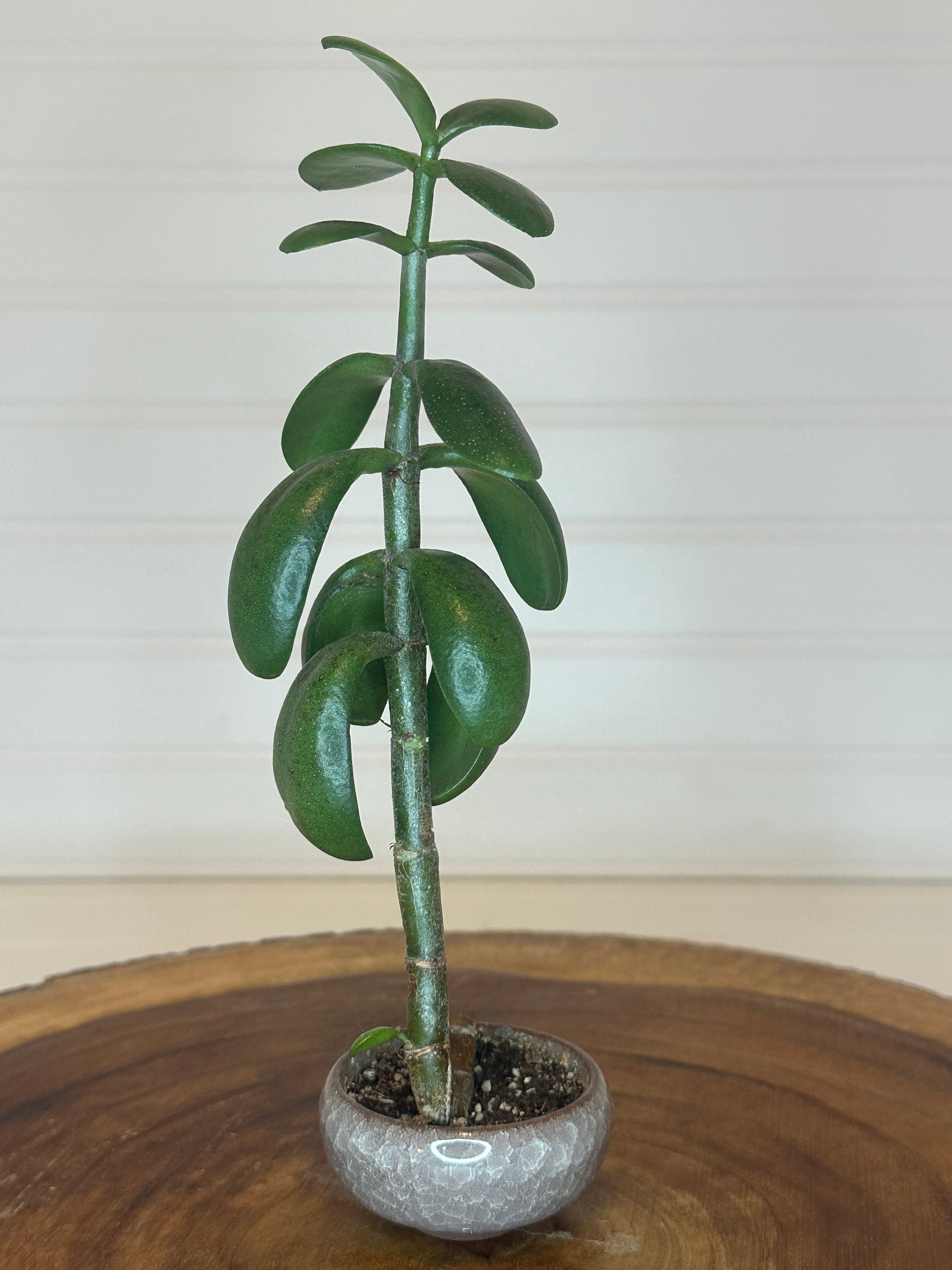 Jade Bonsai in Small Container