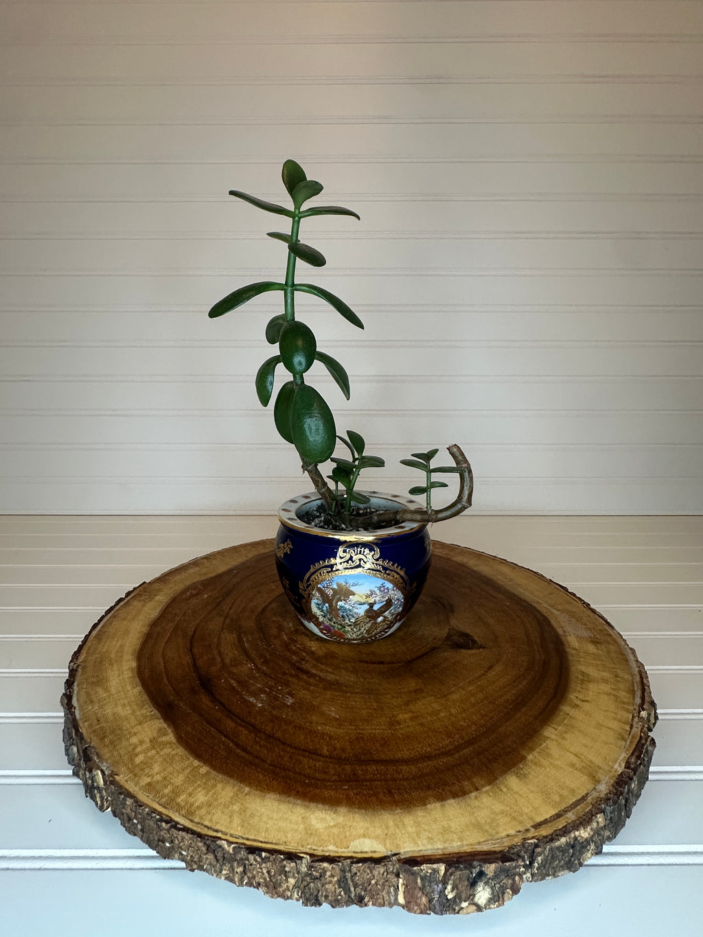 Jade Bonsai in Asian Pottery