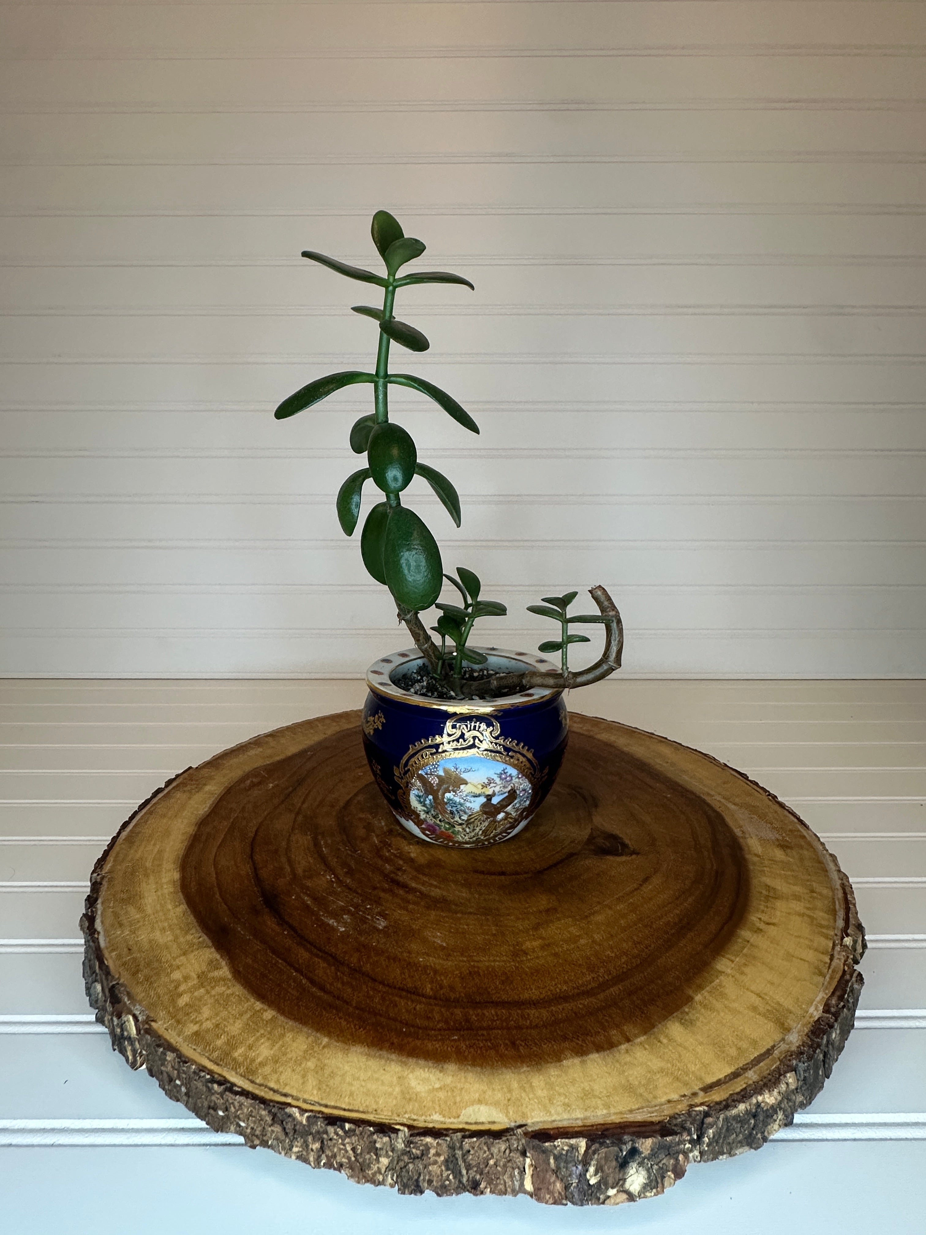 Jade Bonsai in Asian Pottery