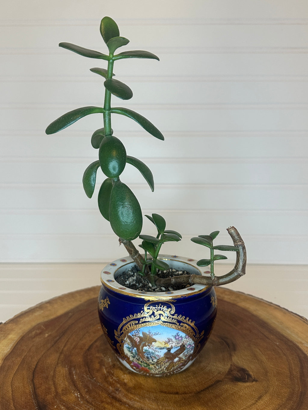 Jade Bonsai in Asian Pottery