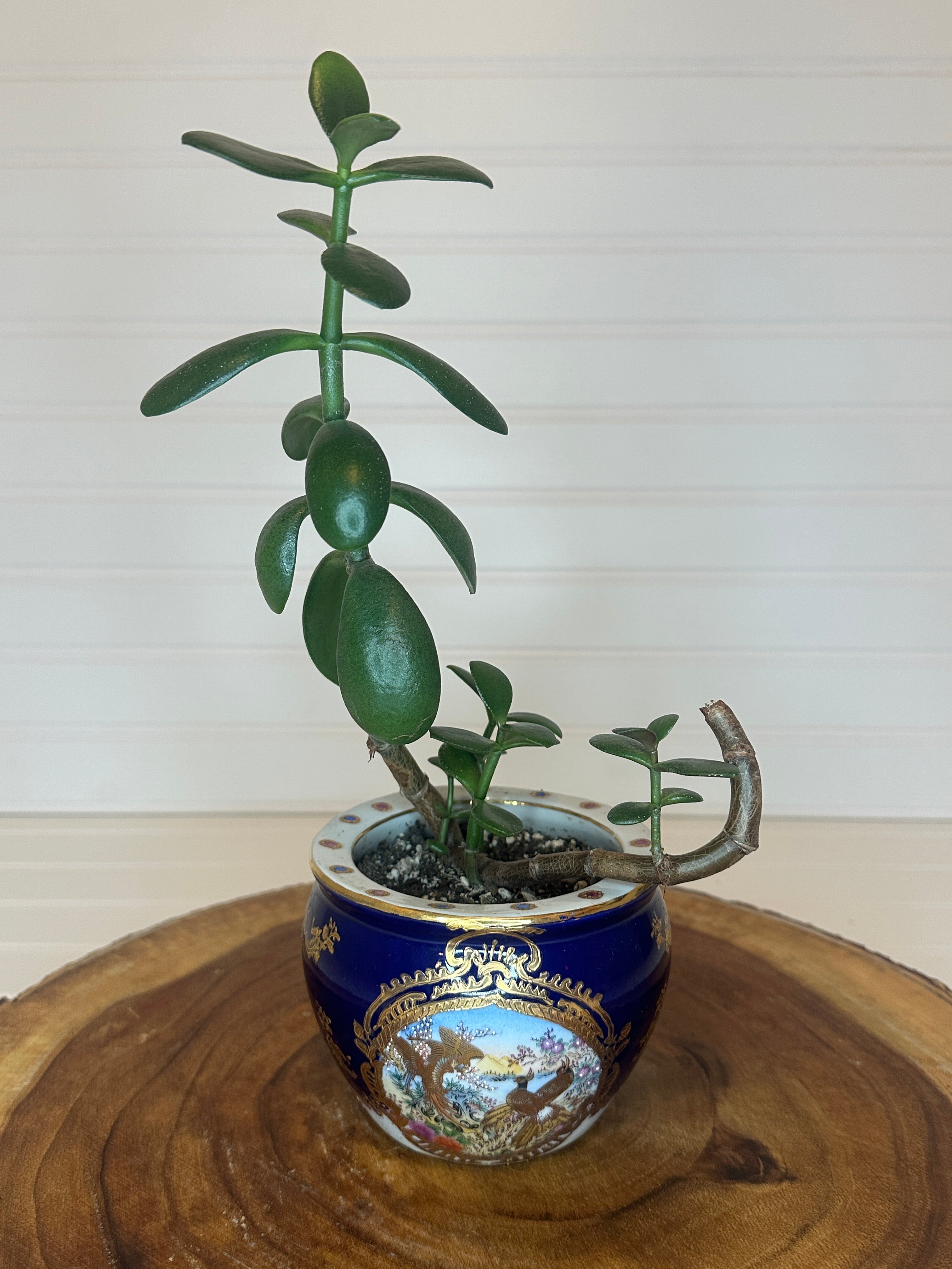 Jade Bonsai in Asian Pottery