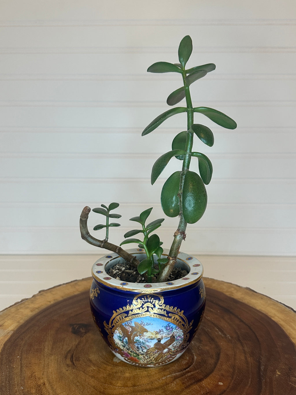 Jade Bonsai in Asian Pottery