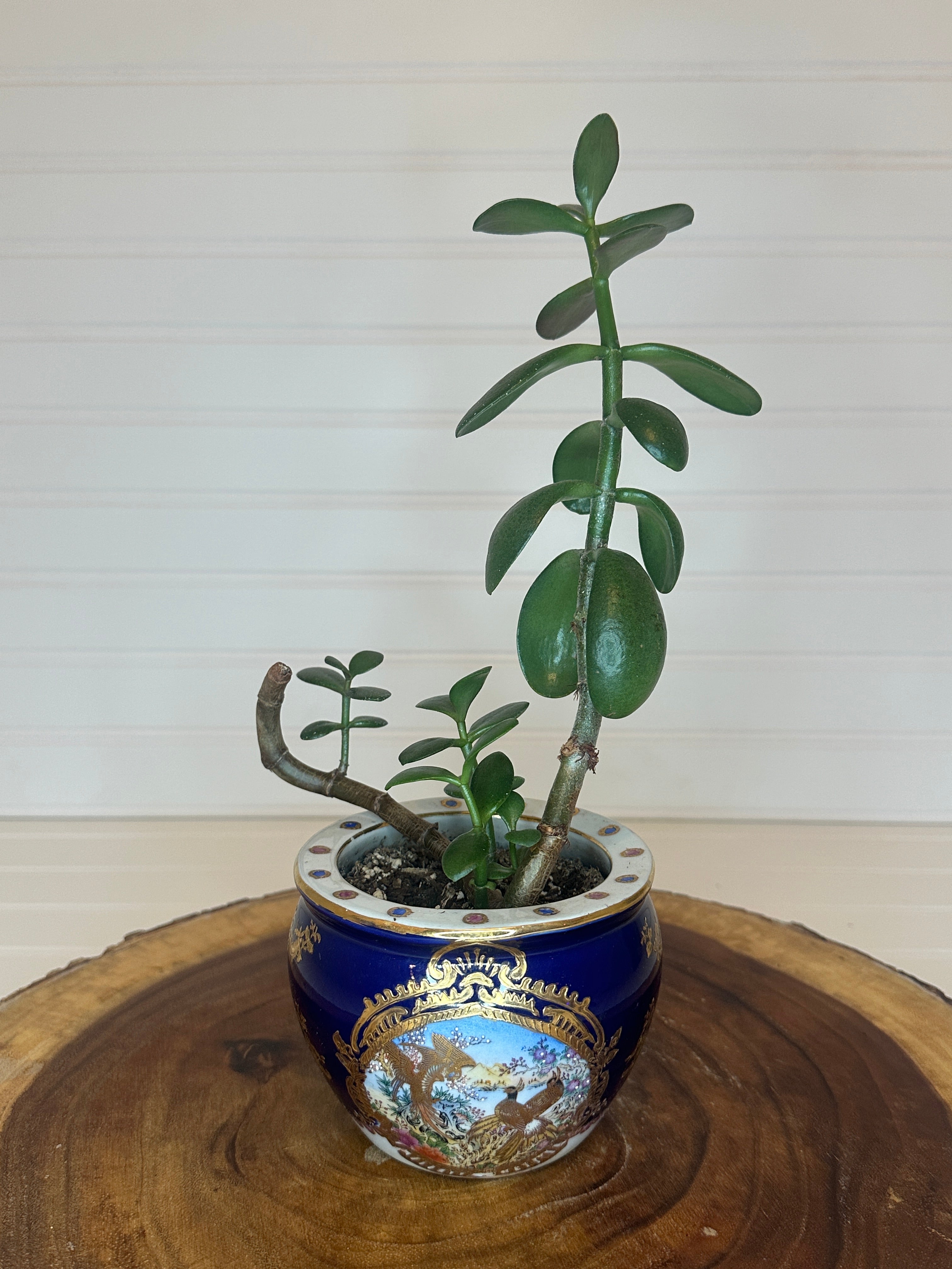 Jade Bonsai in Asian Pottery