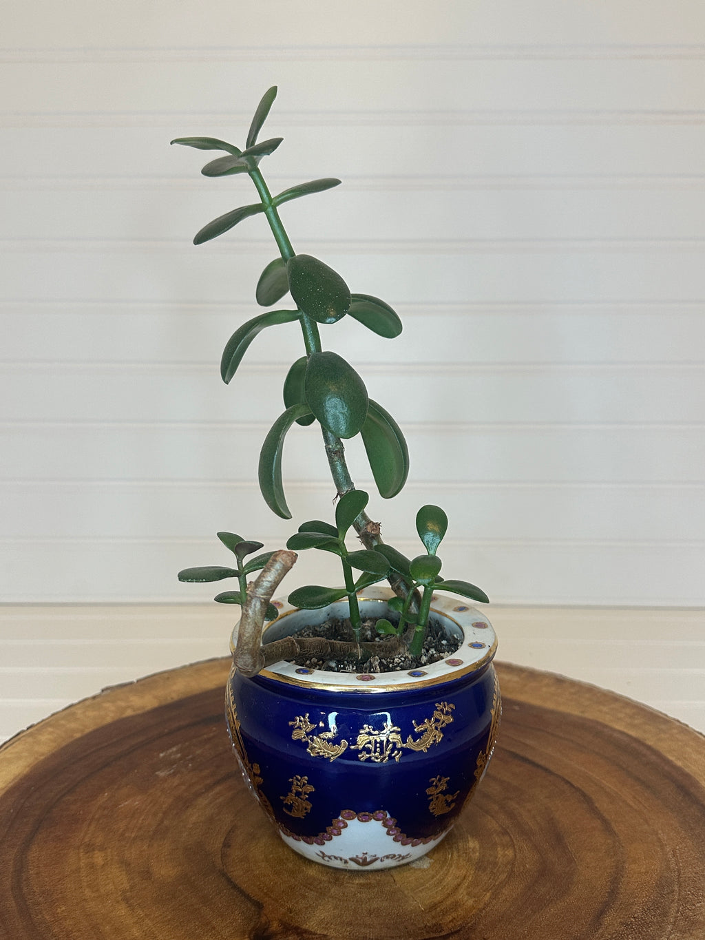 Jade Bonsai in Asian Pottery