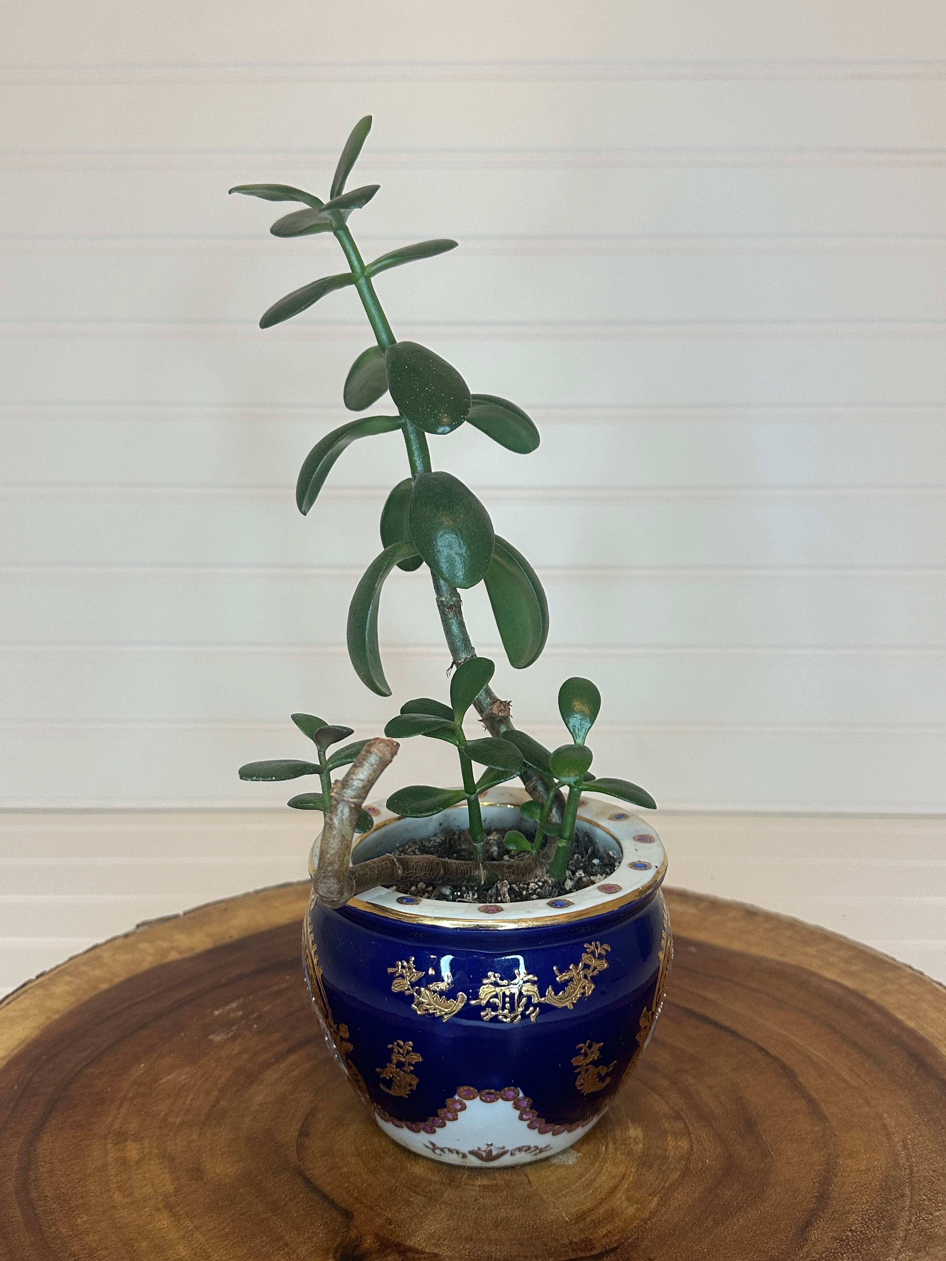 Jade Bonsai in Asian Pottery