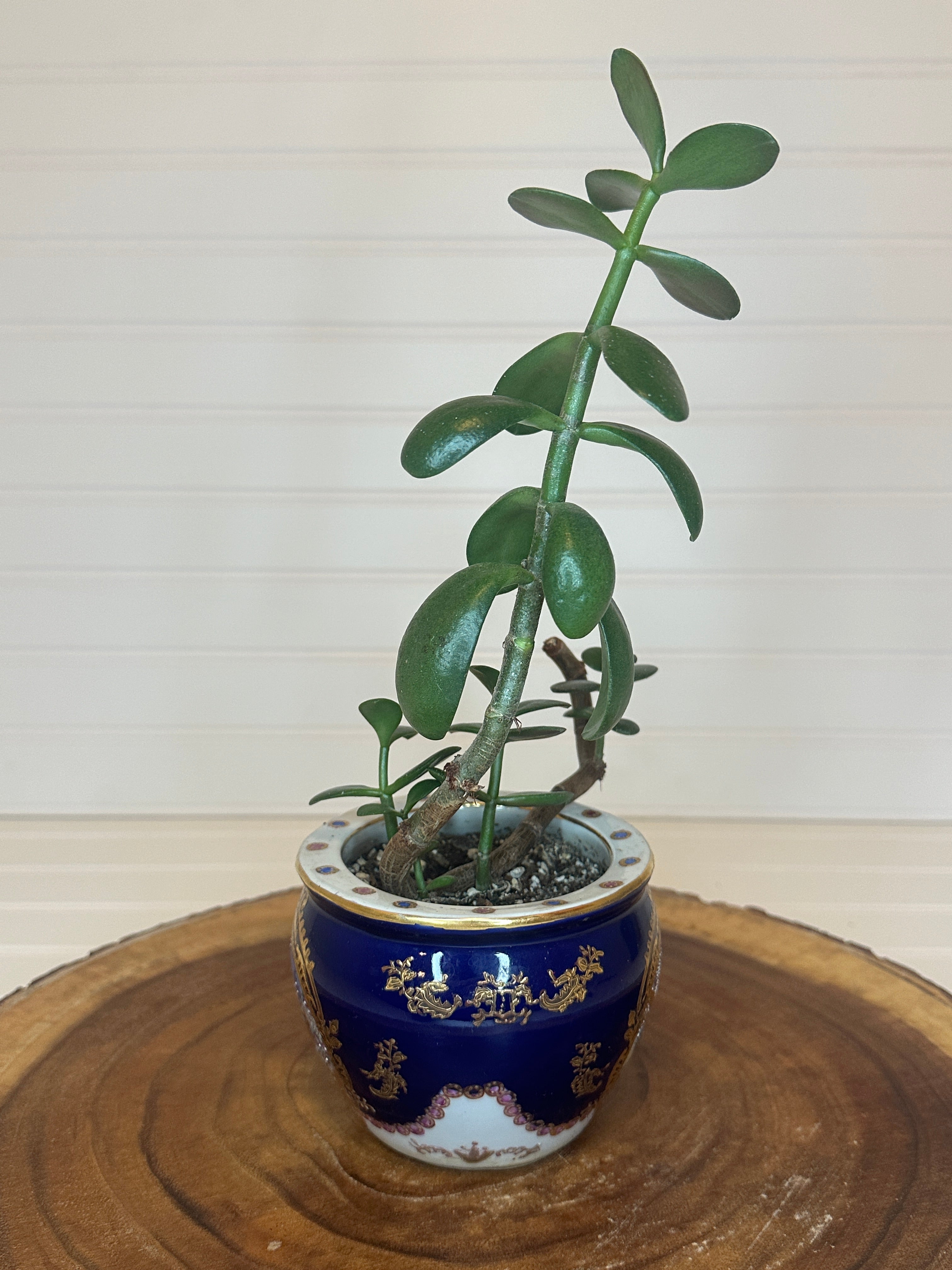Jade Bonsai in Asian Pottery