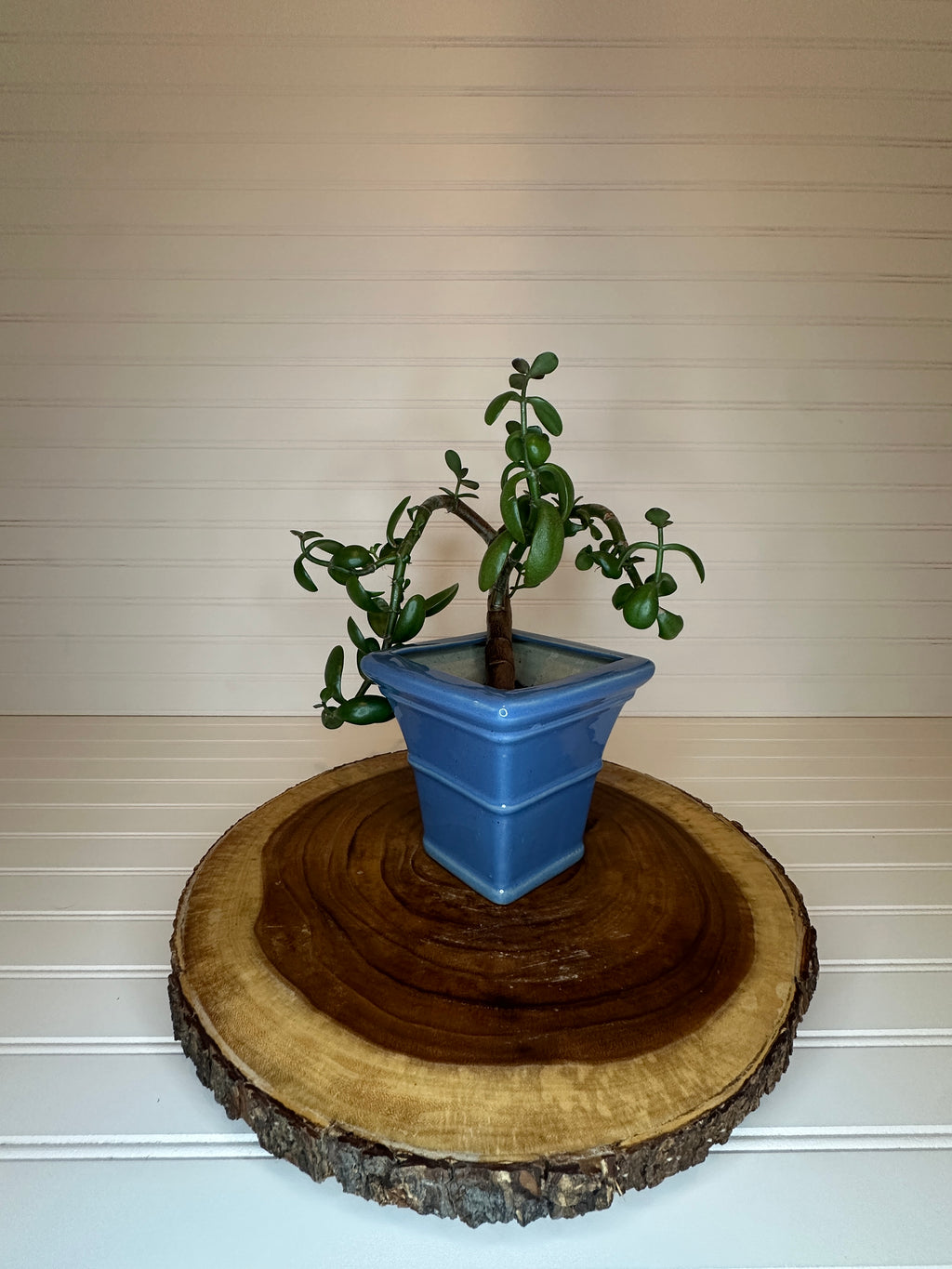 Curvy Jade Bonsai in Vintage Ceramic