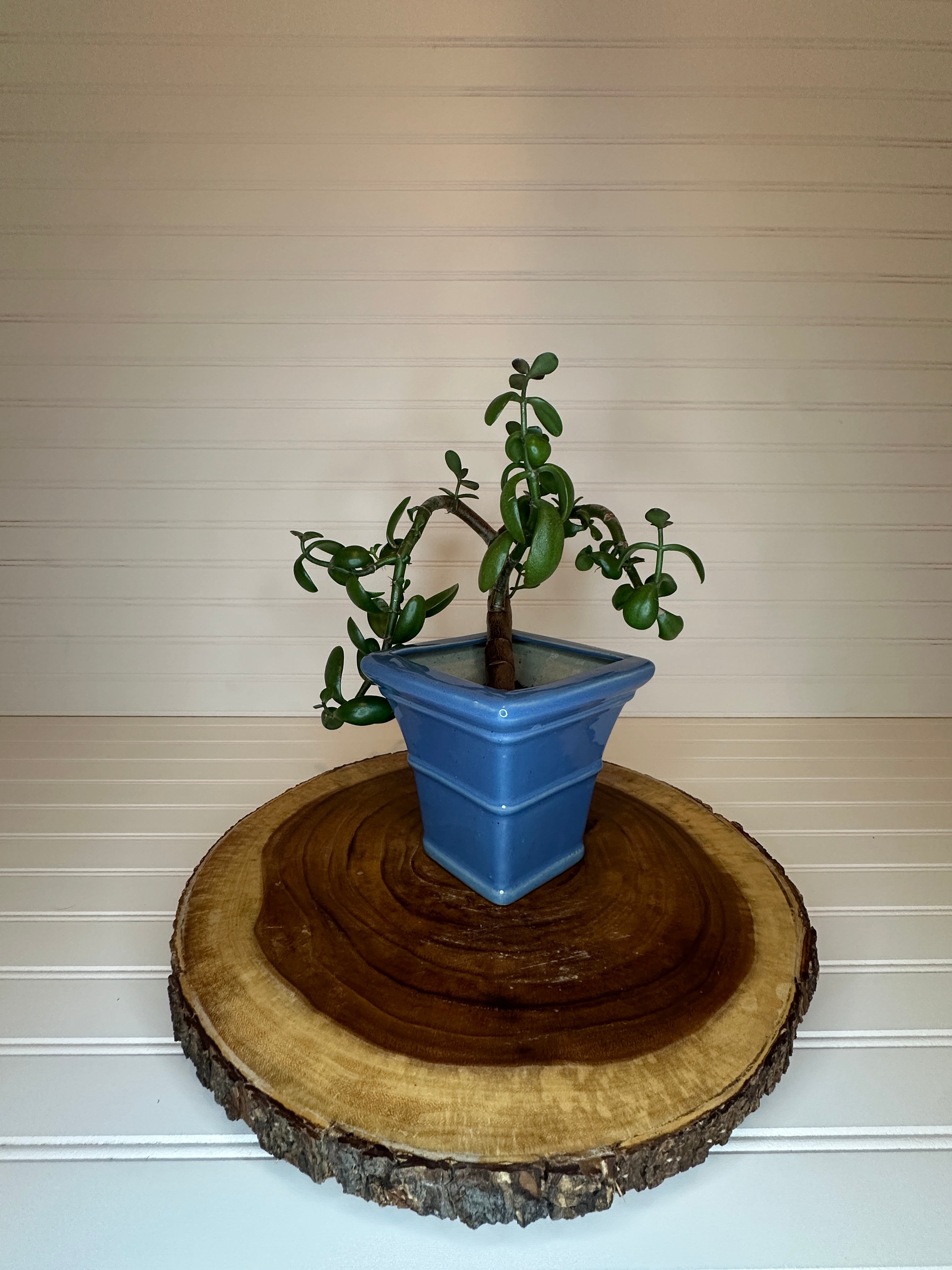 Curvy Jade Bonsai in Vintage Ceramic