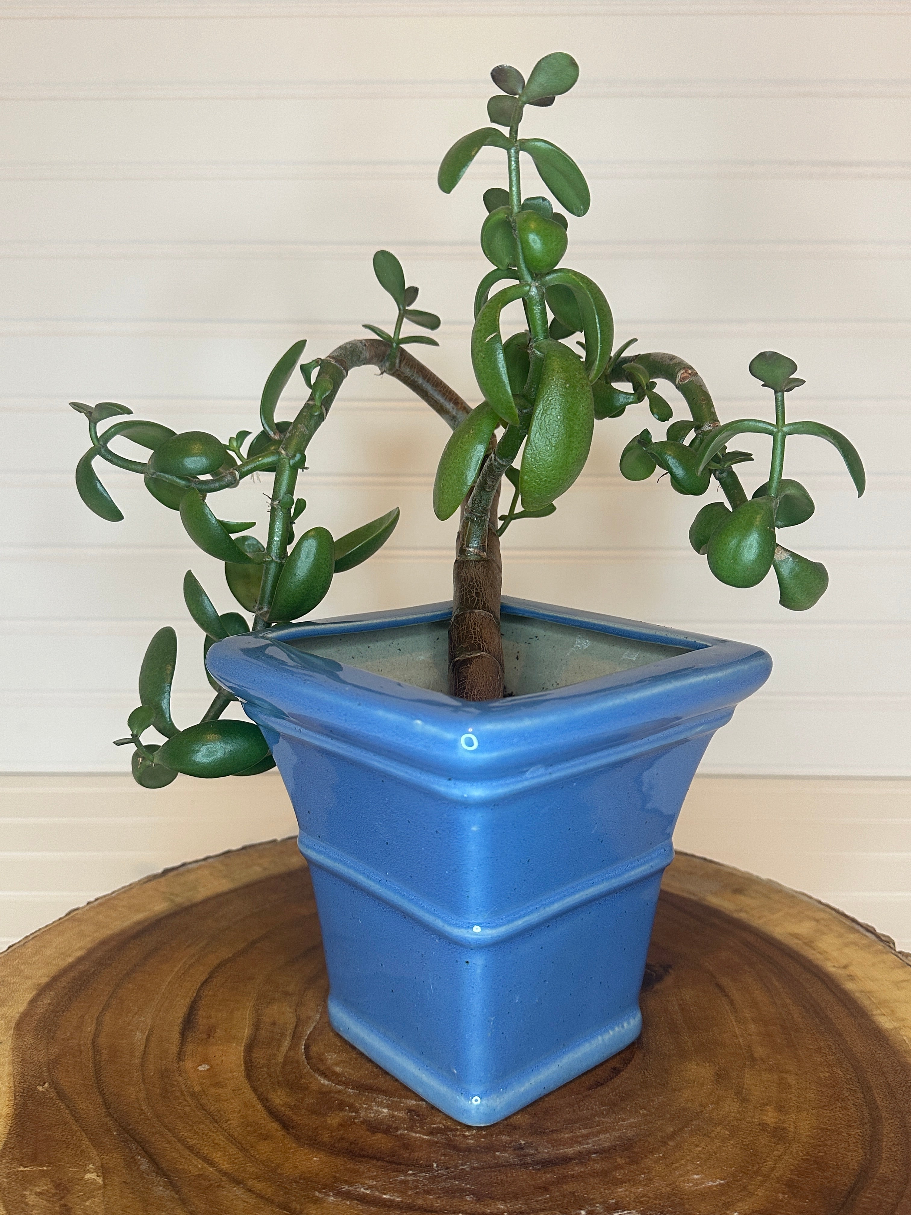 Curvy Jade Bonsai in Vintage Ceramic