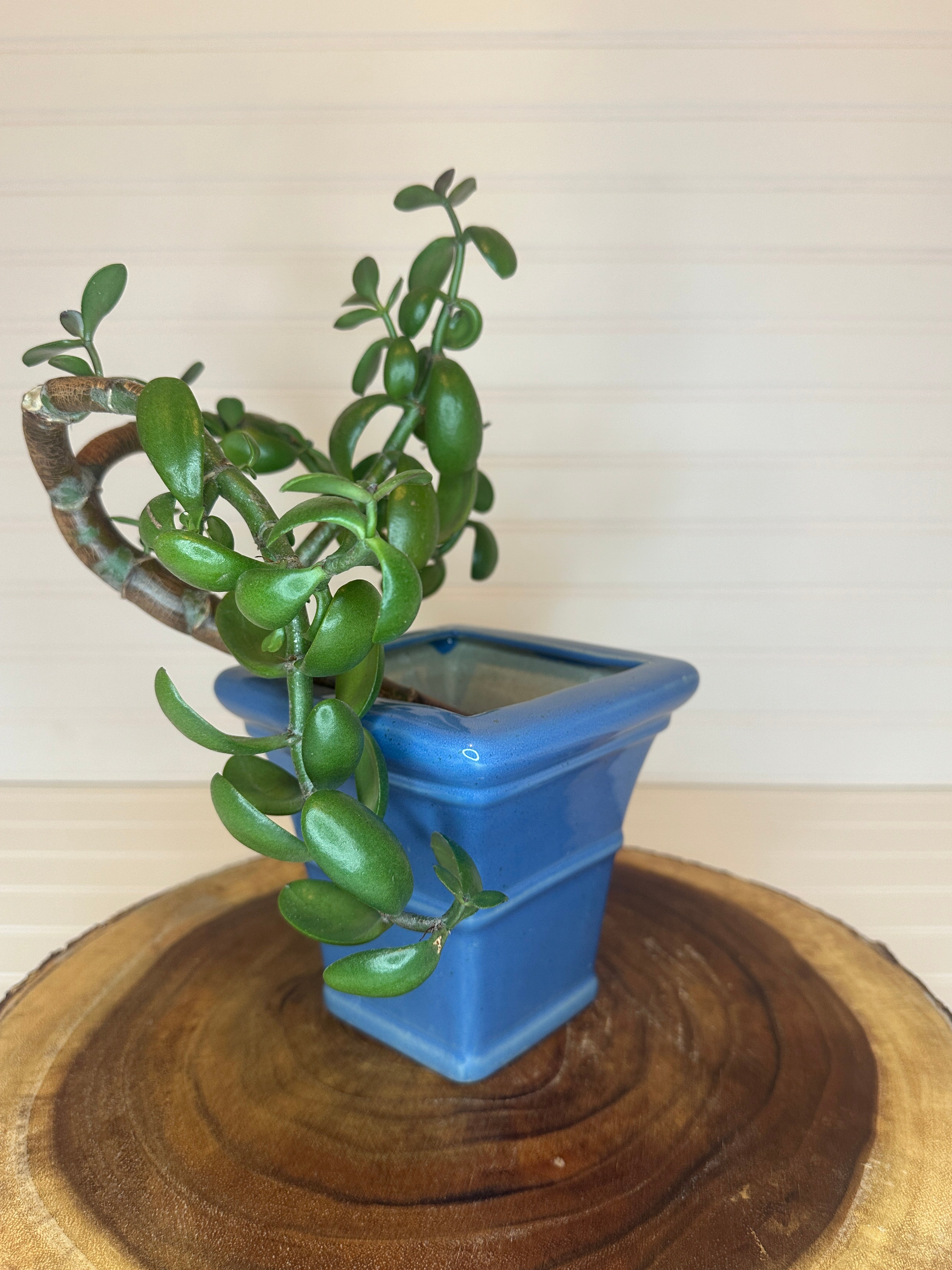 Curvy Jade Bonsai in Vintage Ceramic