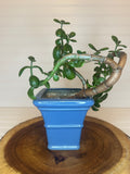 Curvy Jade Bonsai in Vintage Ceramic