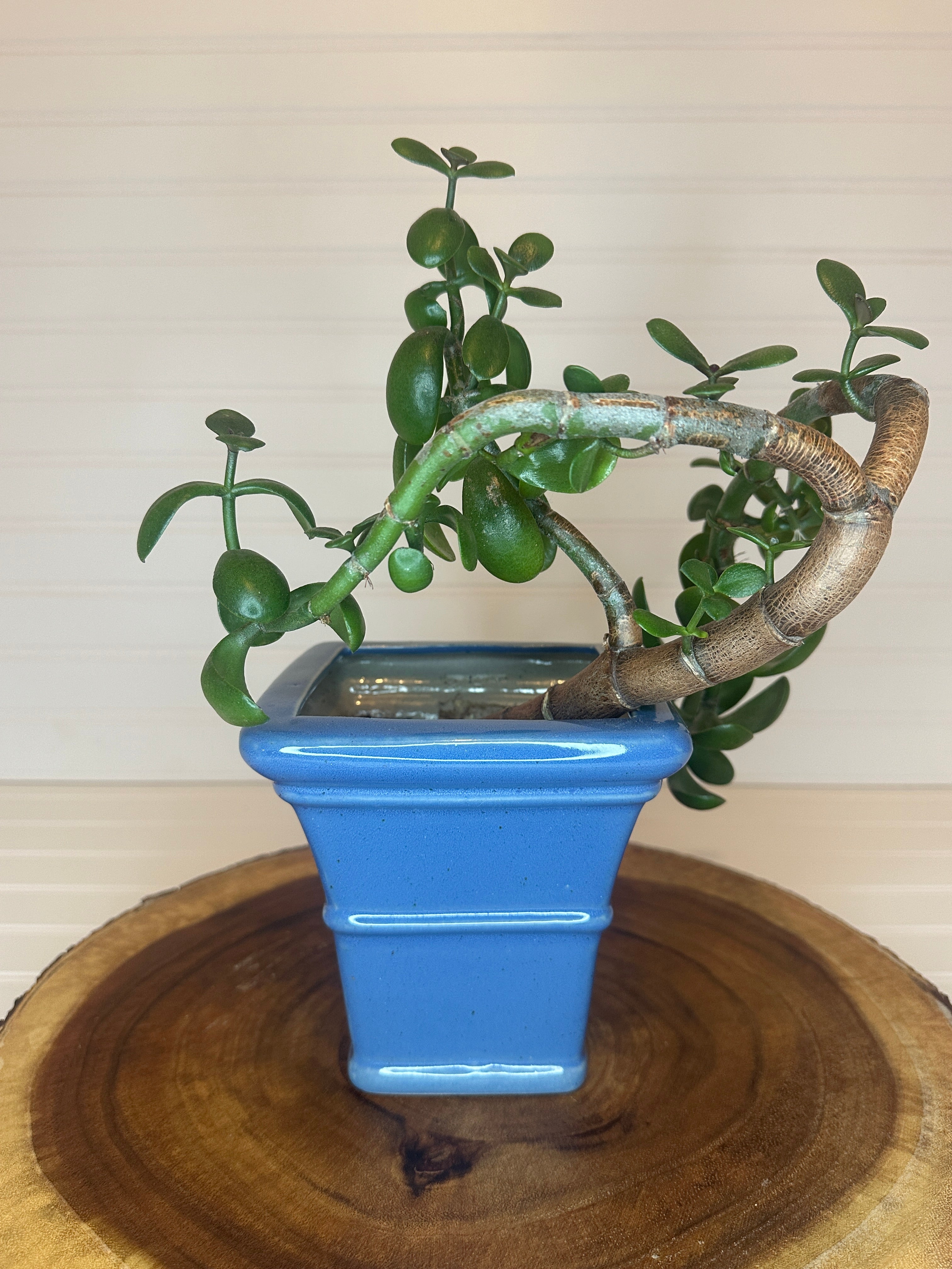 Curvy Jade Bonsai in Vintage Ceramic