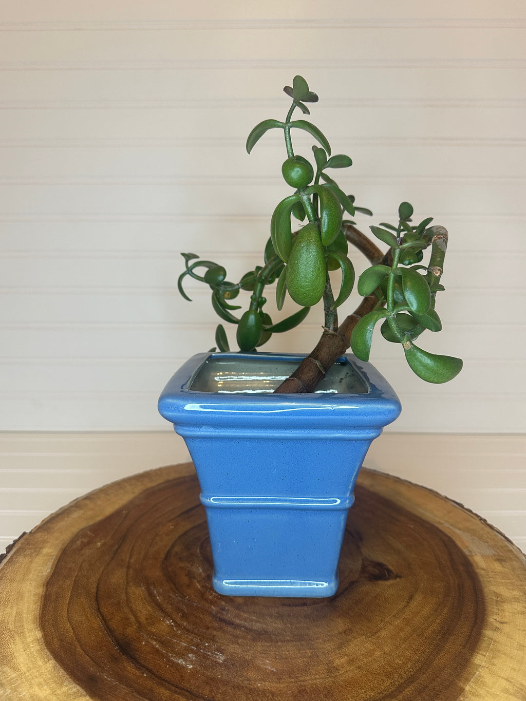 Curvy Jade Bonsai in Vintage Ceramic