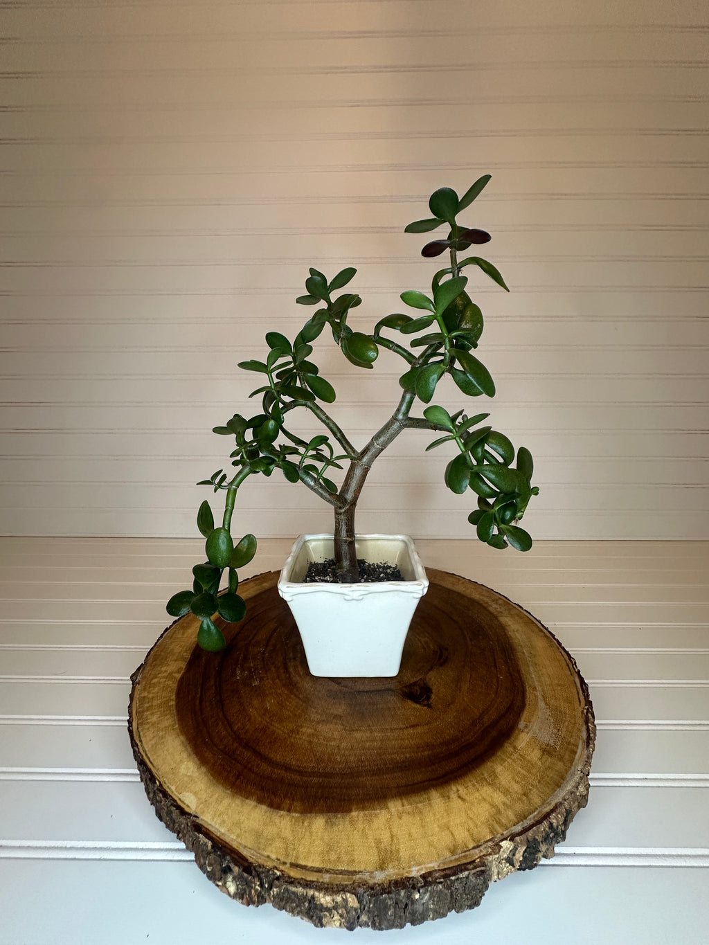 Jade Bonsai in Vintage White Ceramic