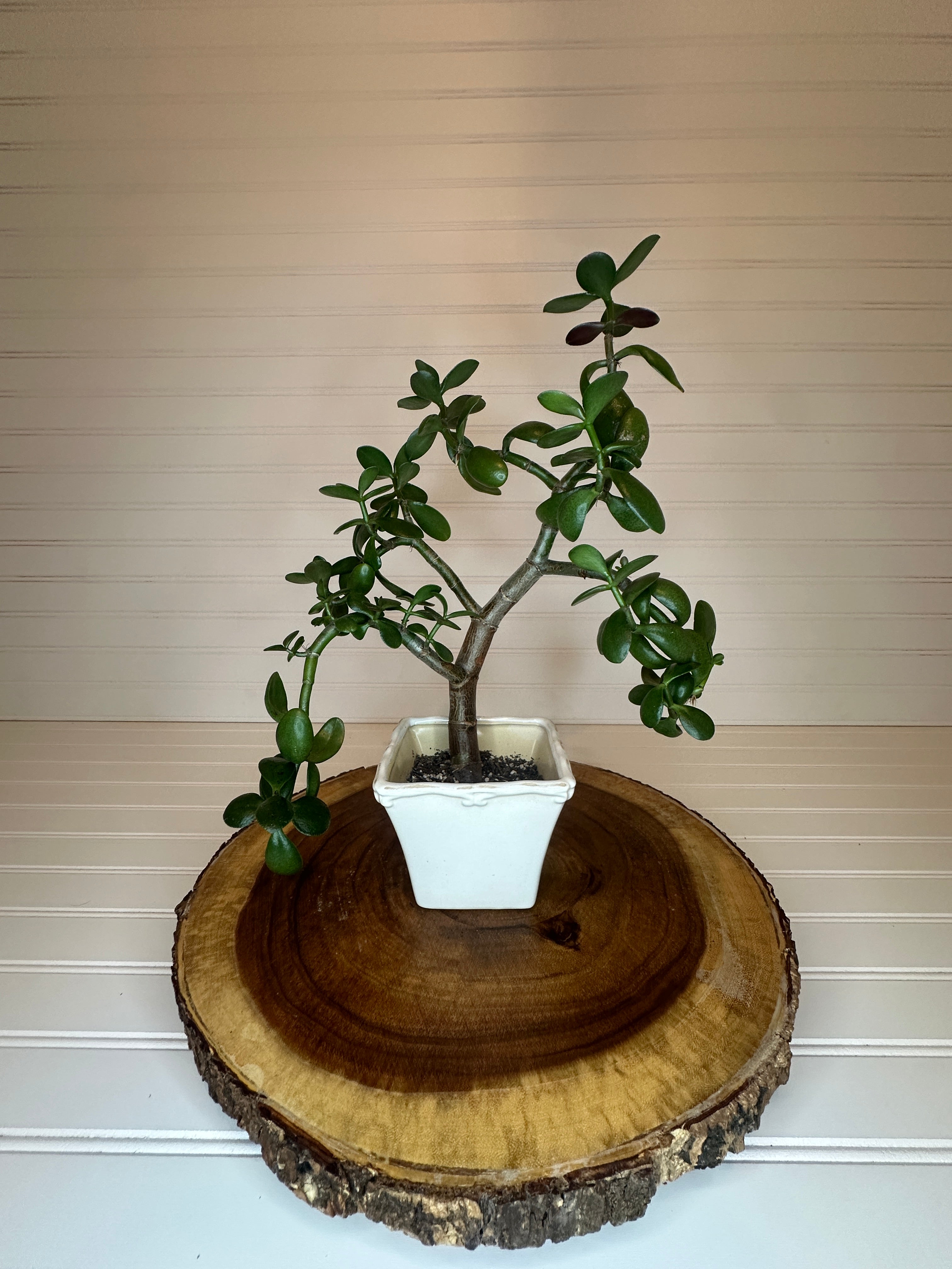 Jade Bonsai in Vintage White Ceramic