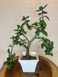 Jade Bonsai in Vintage White Ceramic