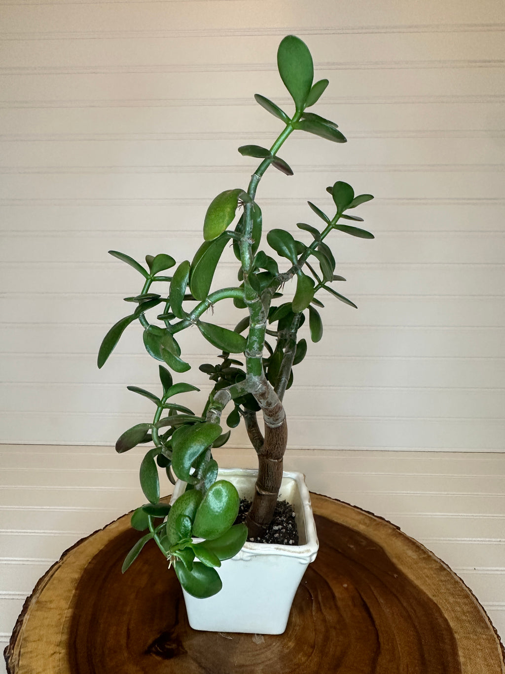 Jade Bonsai in Vintage White Ceramic