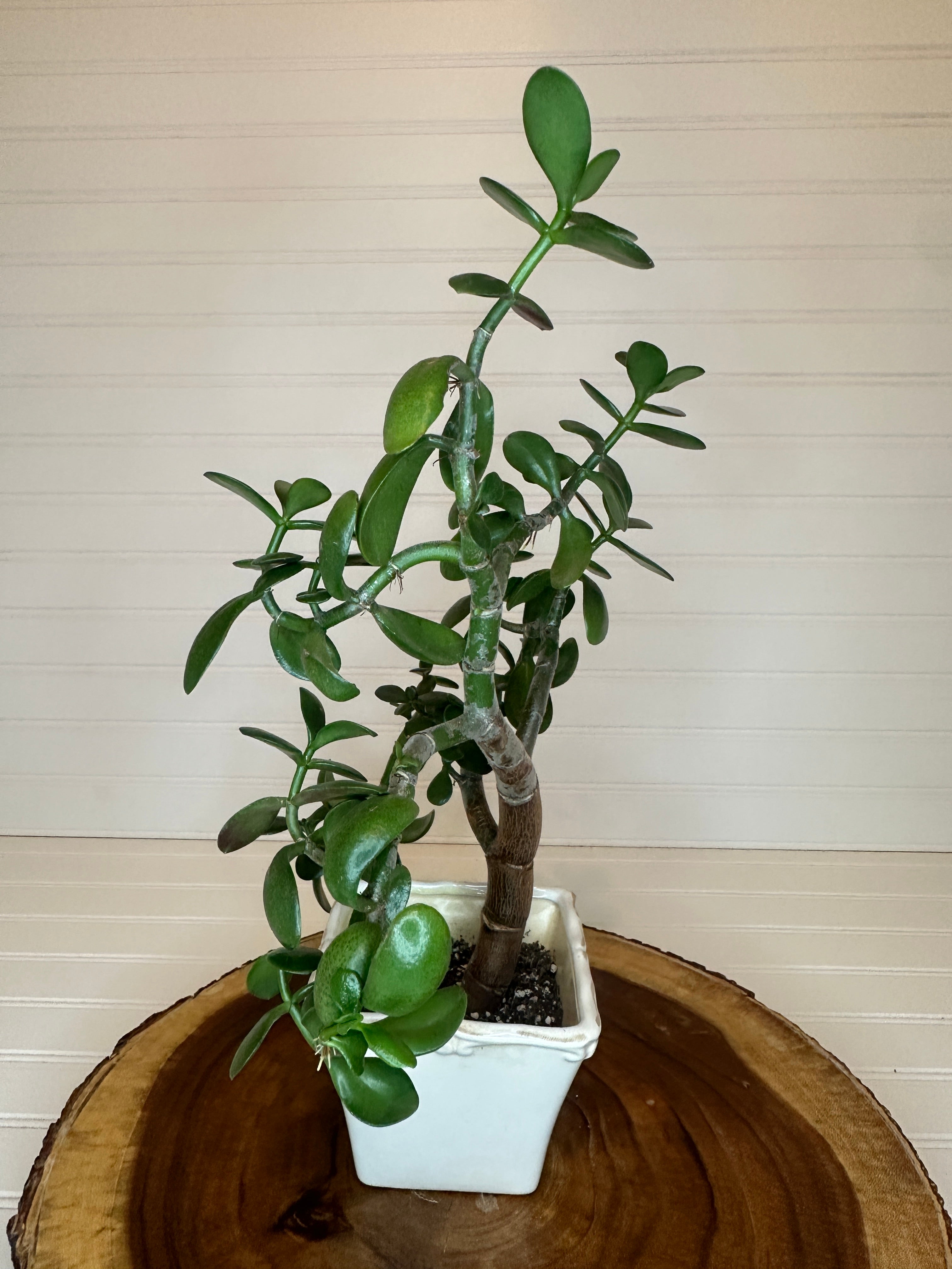 Jade Bonsai in Vintage White Ceramic