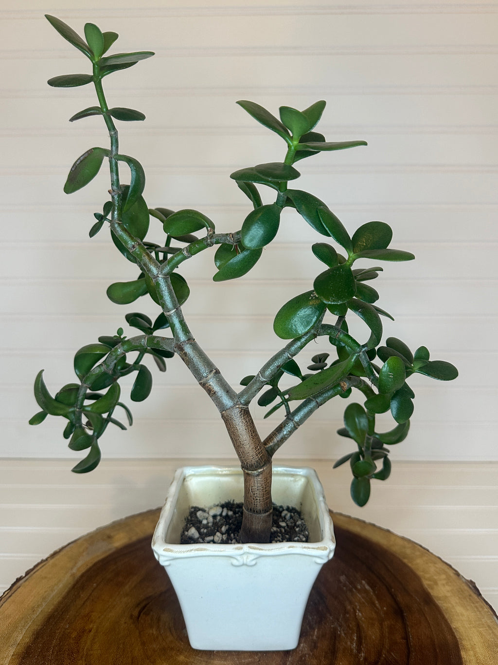 Jade Bonsai in Vintage White Ceramic