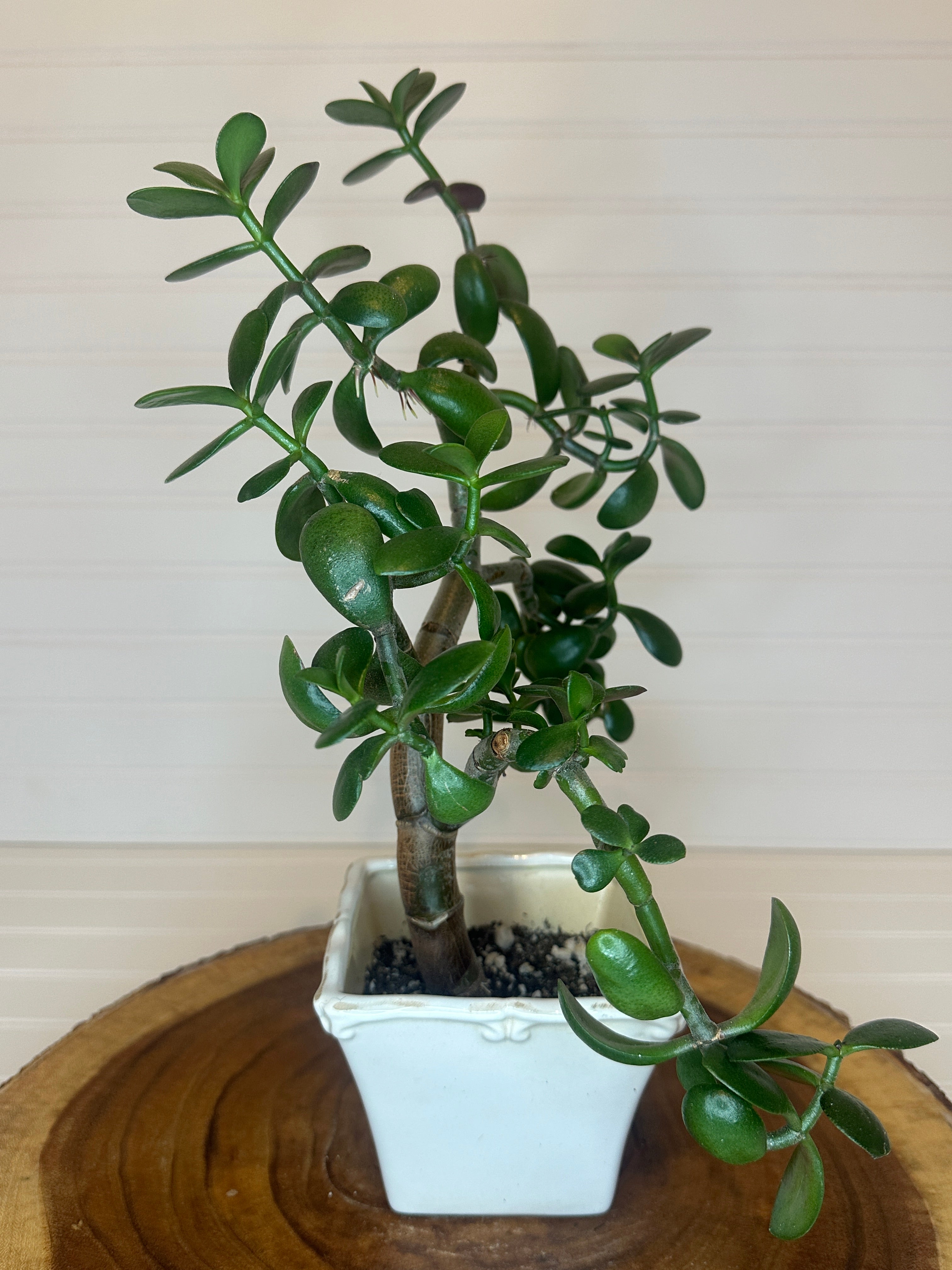 Jade Bonsai in Vintage White Ceramic