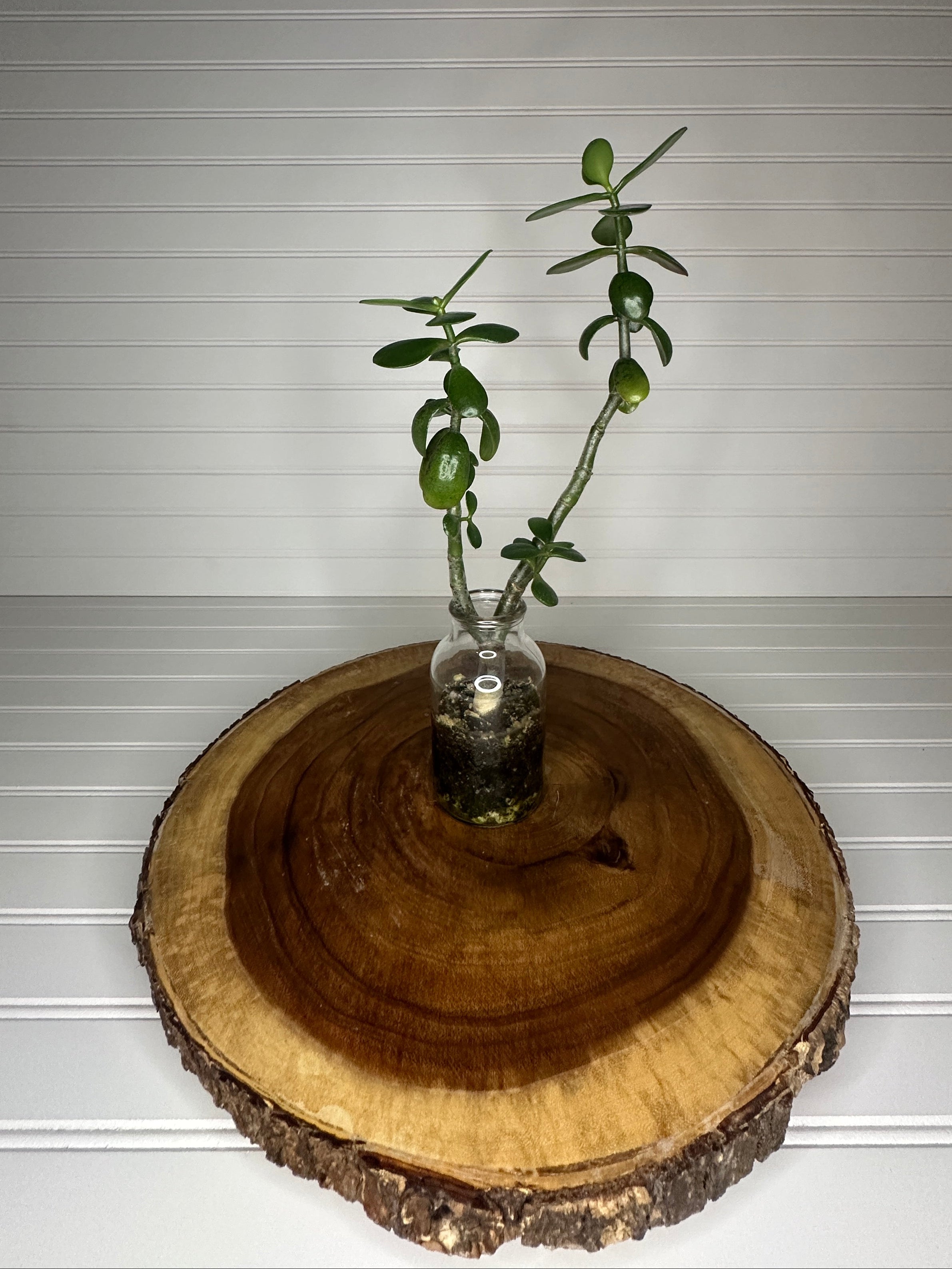 Tall Jade in Vintage glass