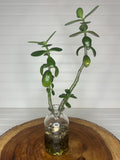 Tall Jade in Vintage glass