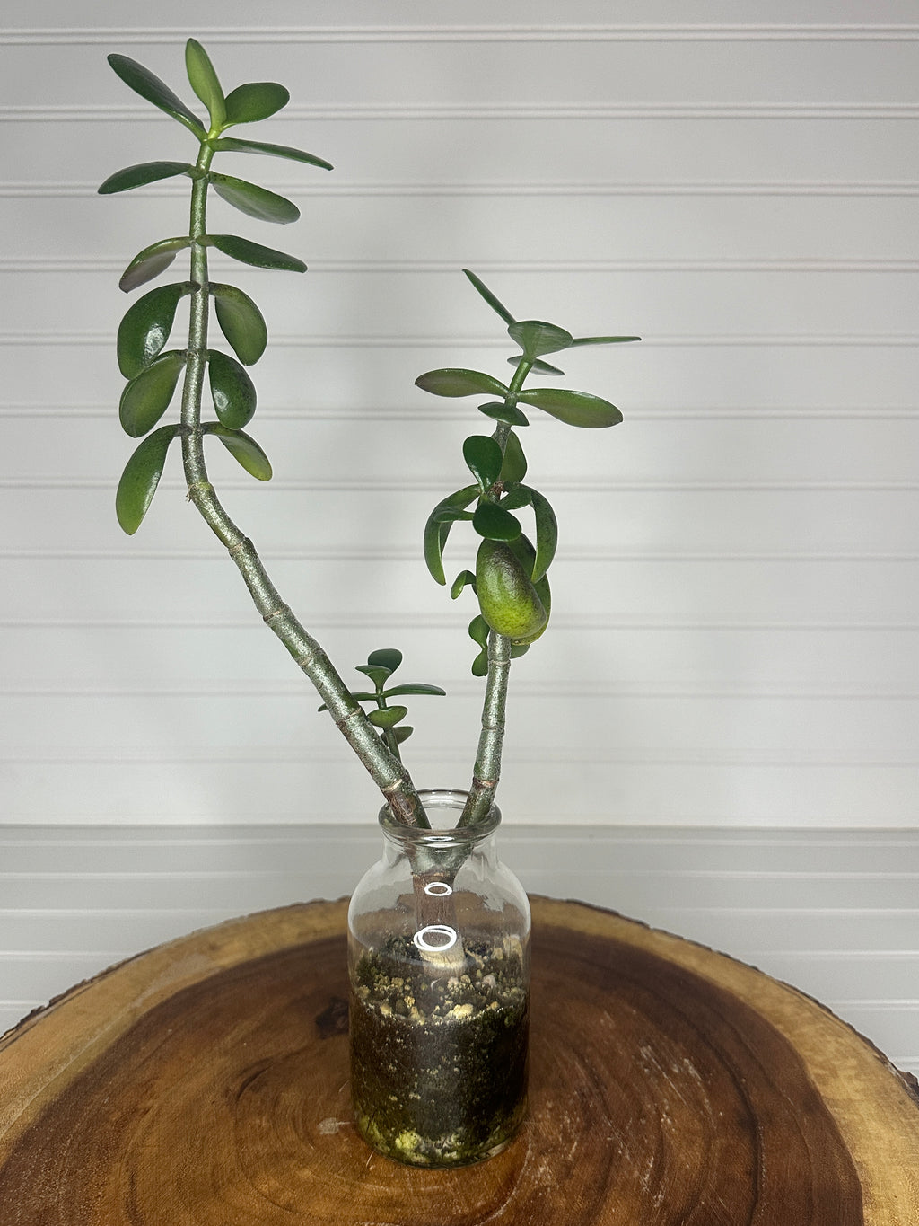 Tall Jade in Vintage glass