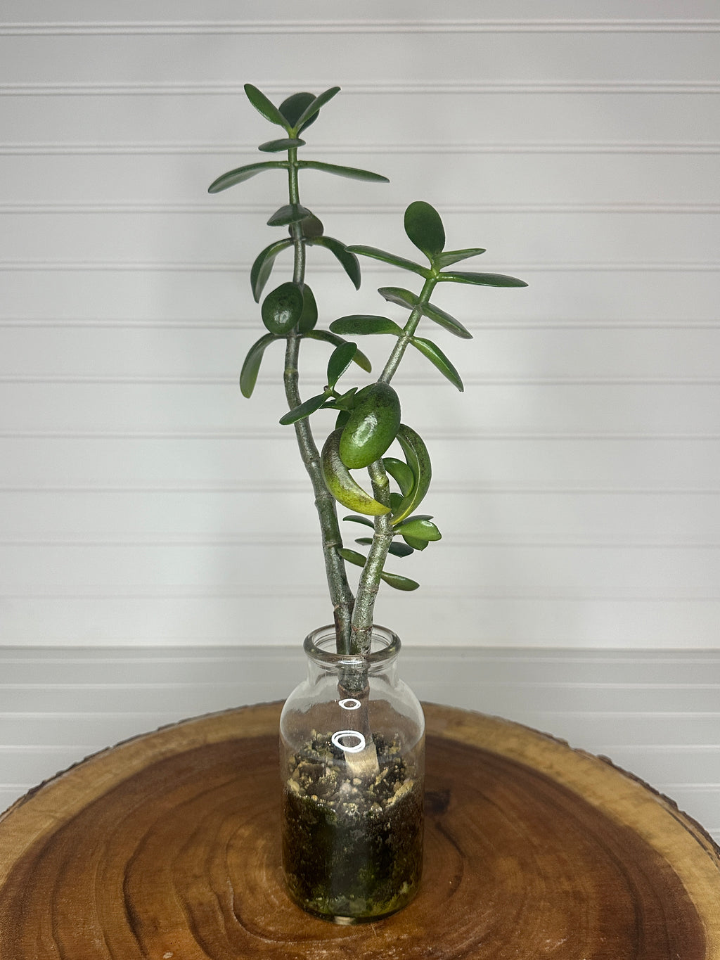 Tall Jade in Vintage glass