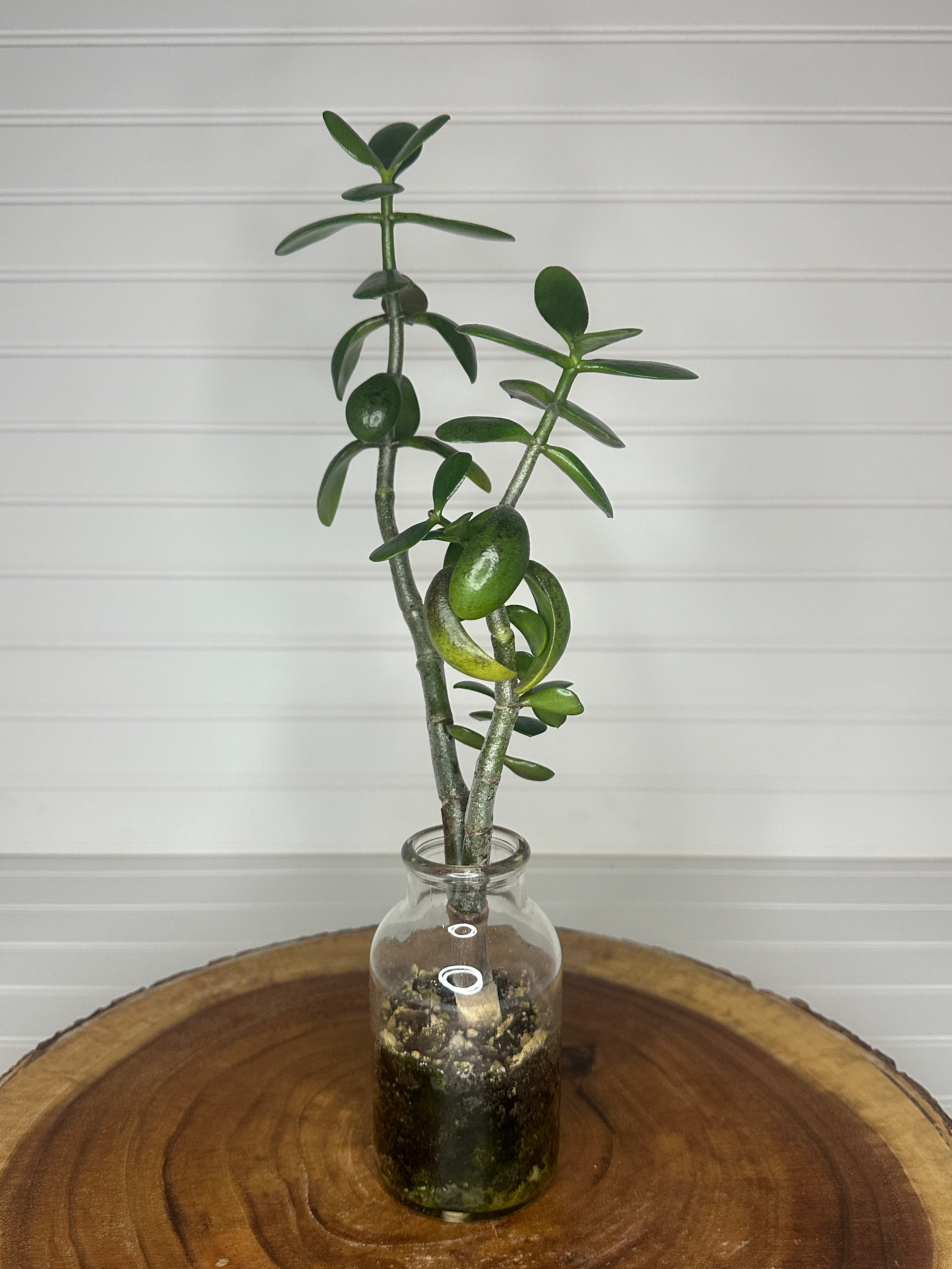 Tall Jade in Vintage glass