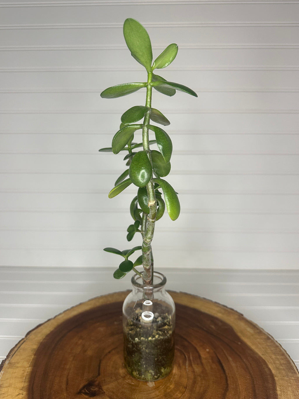 Tall Jade in Vintage glass