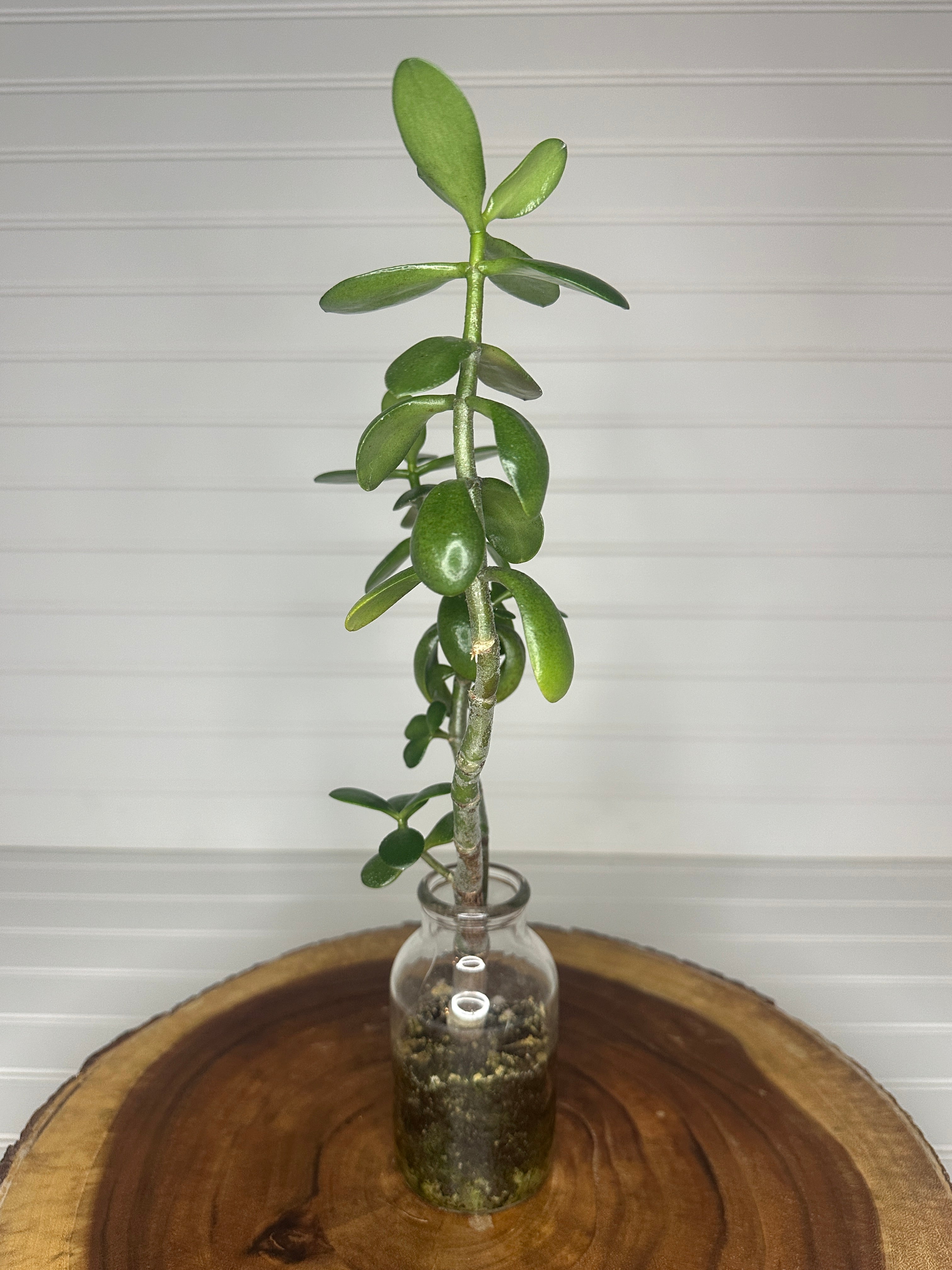 Tall Jade in Vintage glass