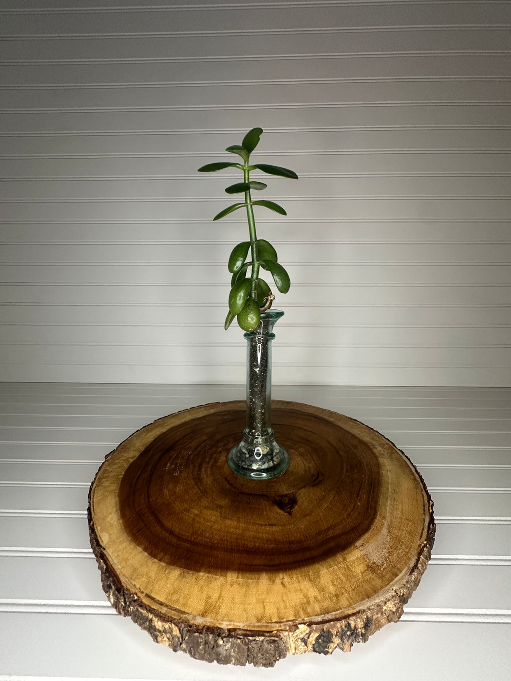 Jade in Slender Vintage Glass
