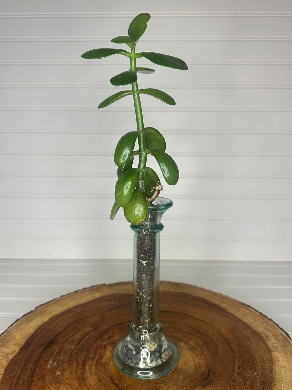 Jade in Slender Vintage Glass